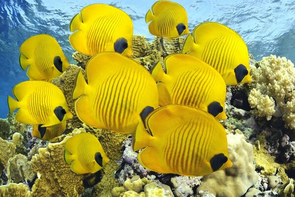 Cardume de peixes amarelos sobre o Recife