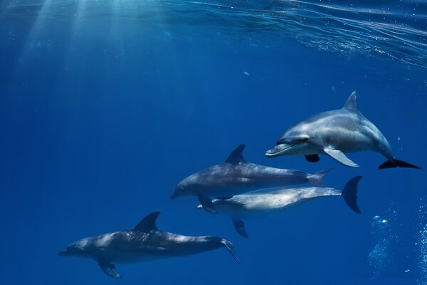 Cuatro delfines nadan en un mar azul claro