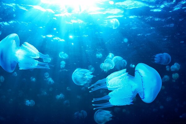 Jellyfish swim in blue water