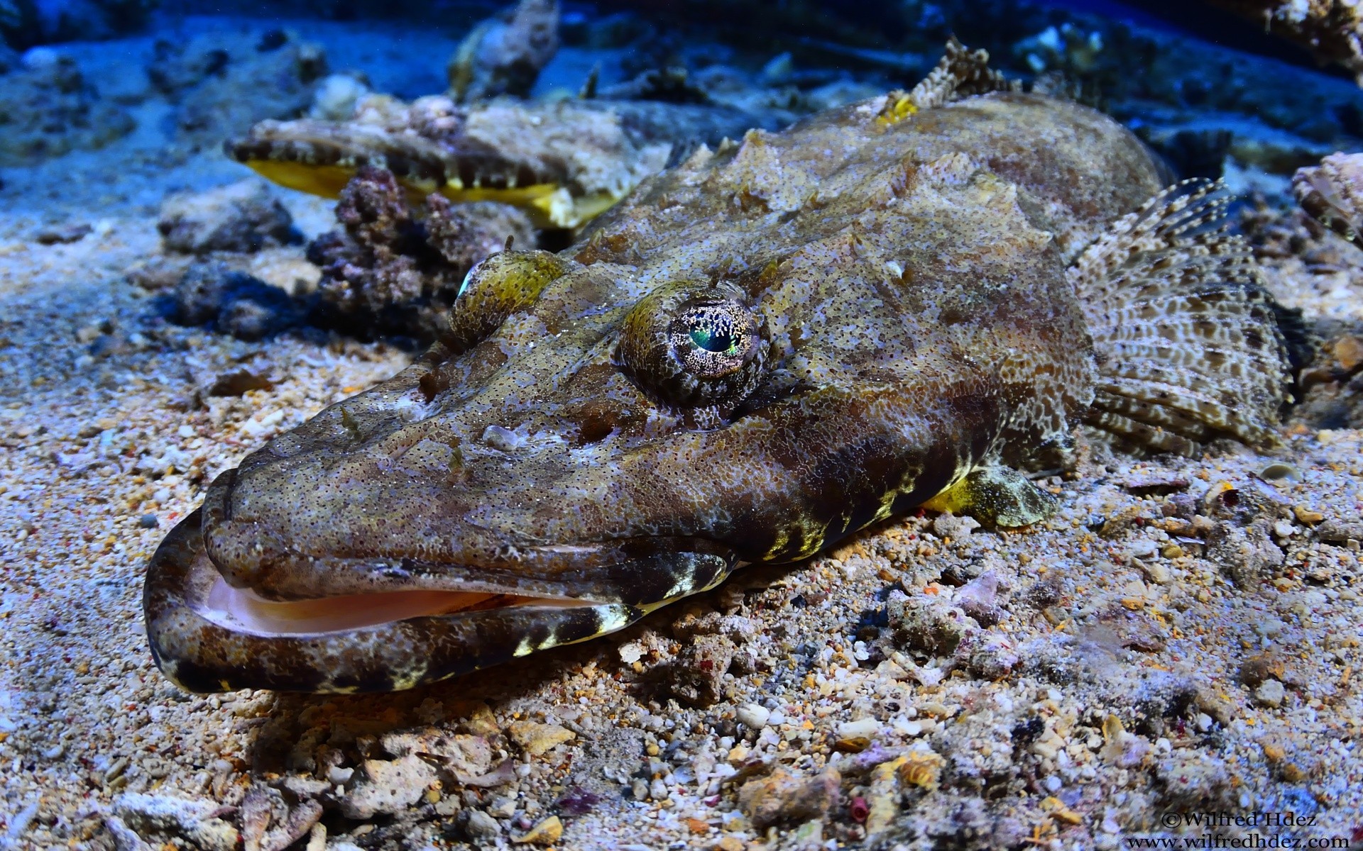 animaux marins nature poissons sous-marin mer océan faune eau animal tropical marine aquatique récif environnement corail invertébrés