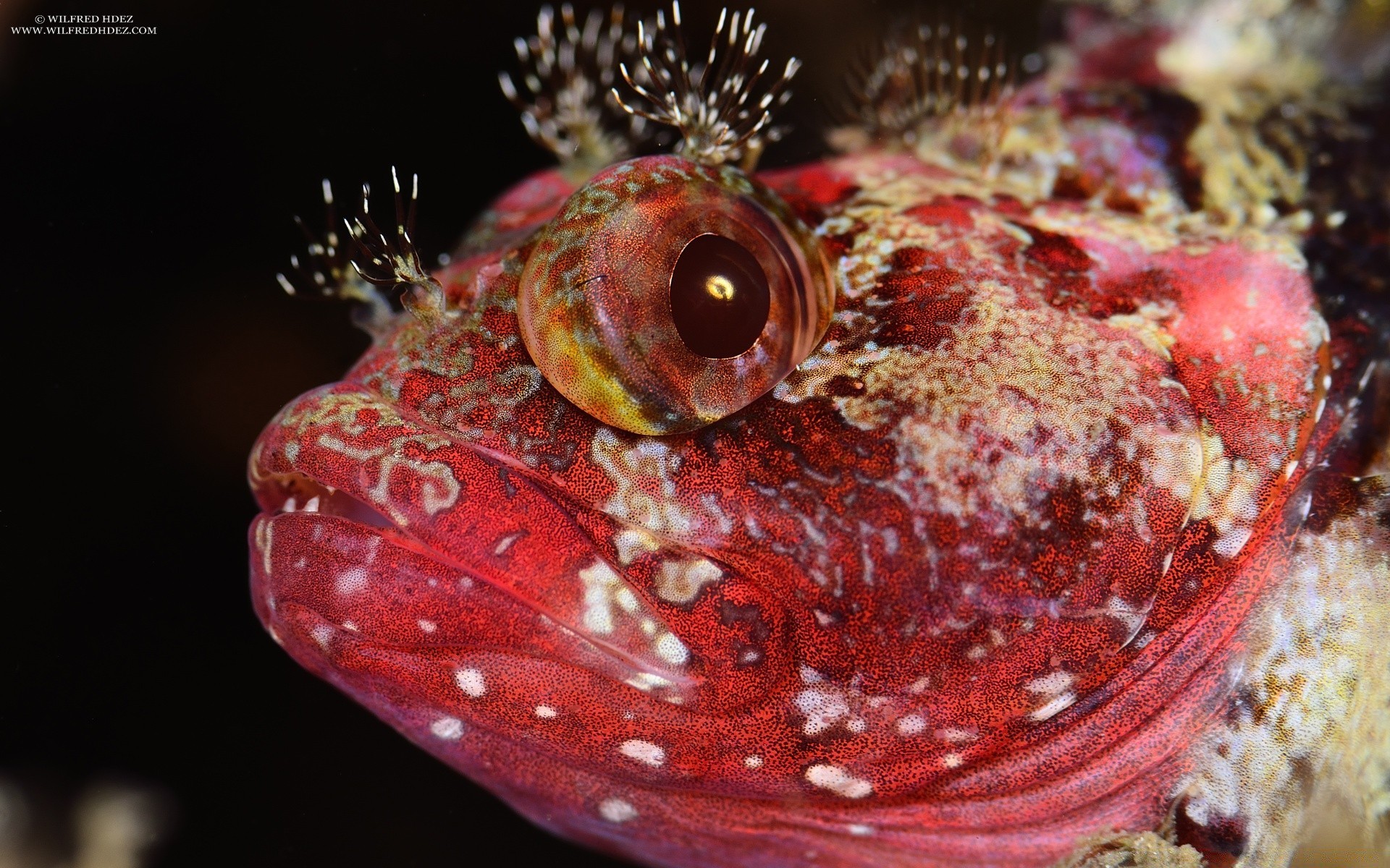 animaux marins bureau nature invertébrés couleur nourriture