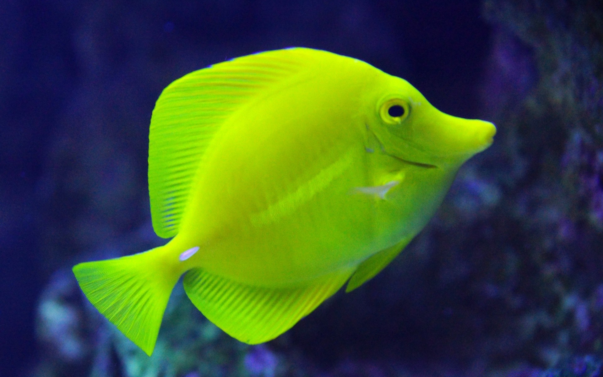 animaux marins sous-marin poissons eau tropical nature océan mer aquarium corail un