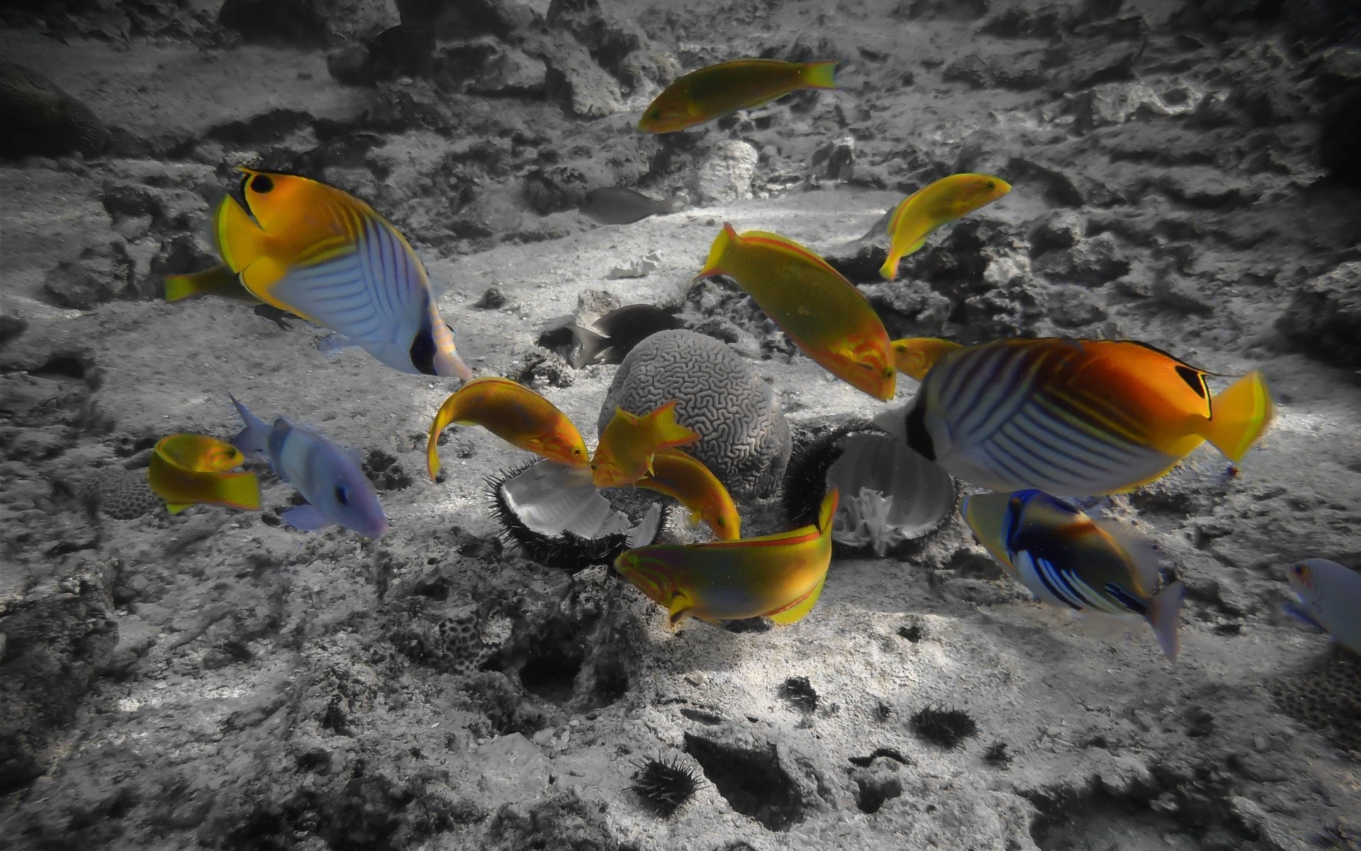 meerestiere ozean wasser unterwasser fische meer schwimmen tageslicht ein im freien tierwelt tropisch natur