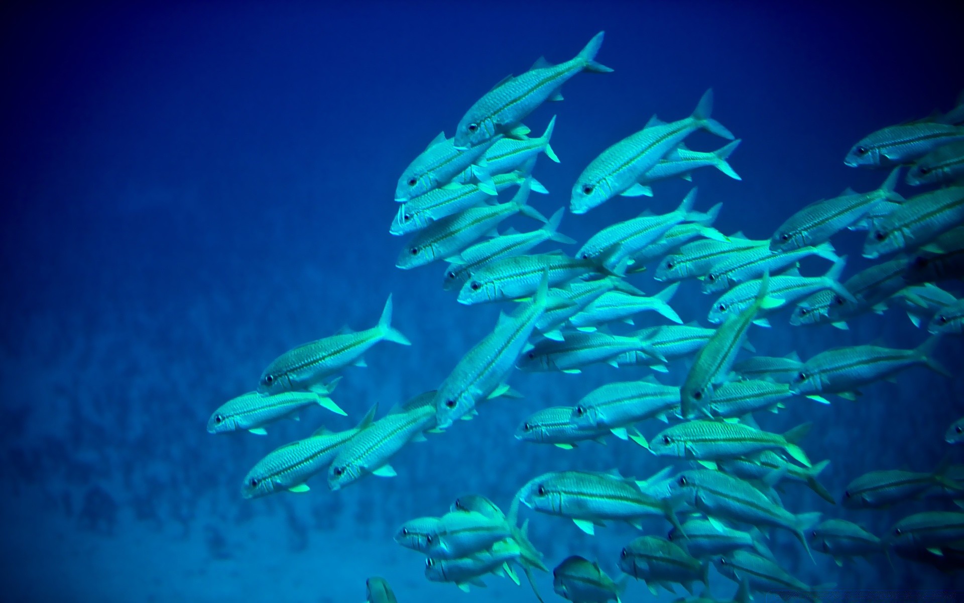 animales marinos bajo el agua peces océano mar tropical agua arrecife naturaleza natación vida silvestre coral