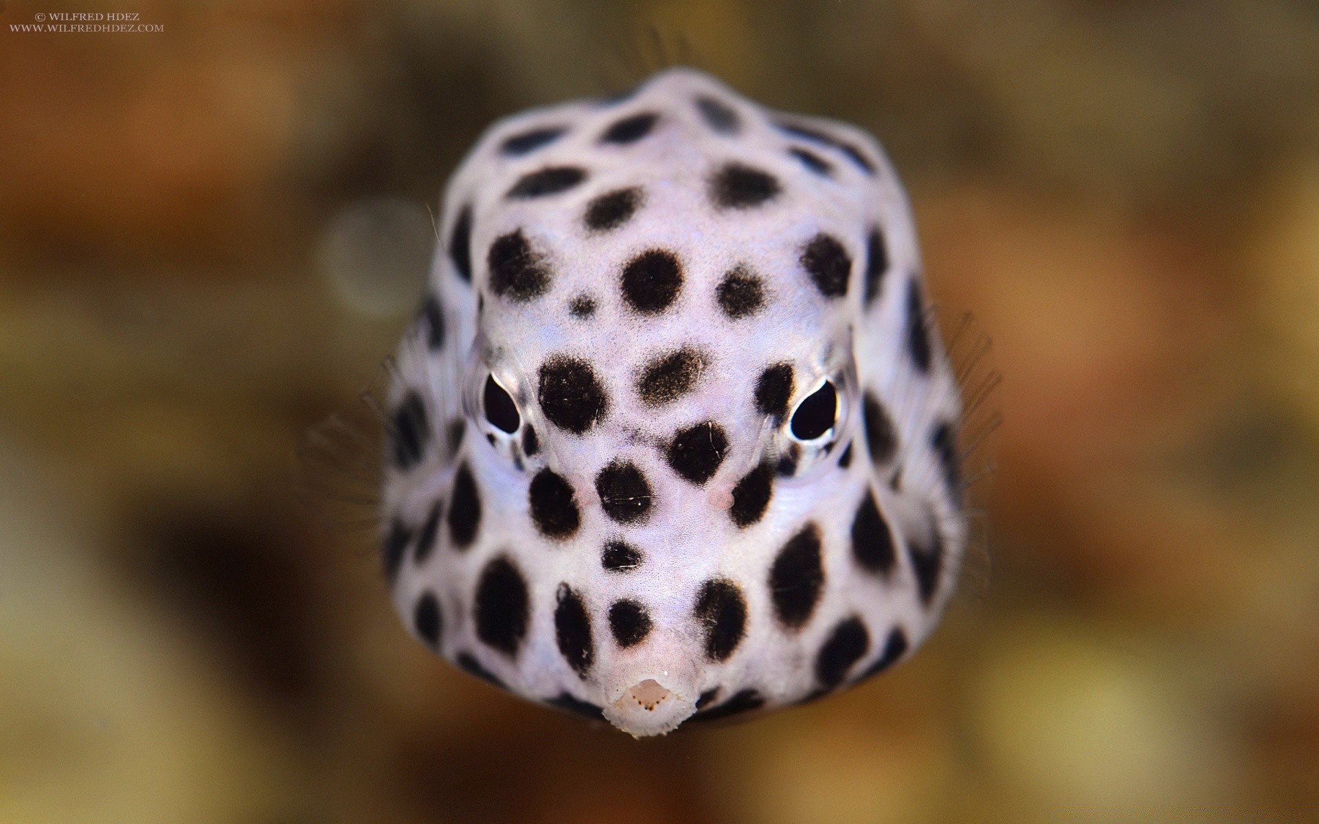 animais marinhos natureza close-up ao ar livre vida selvagem