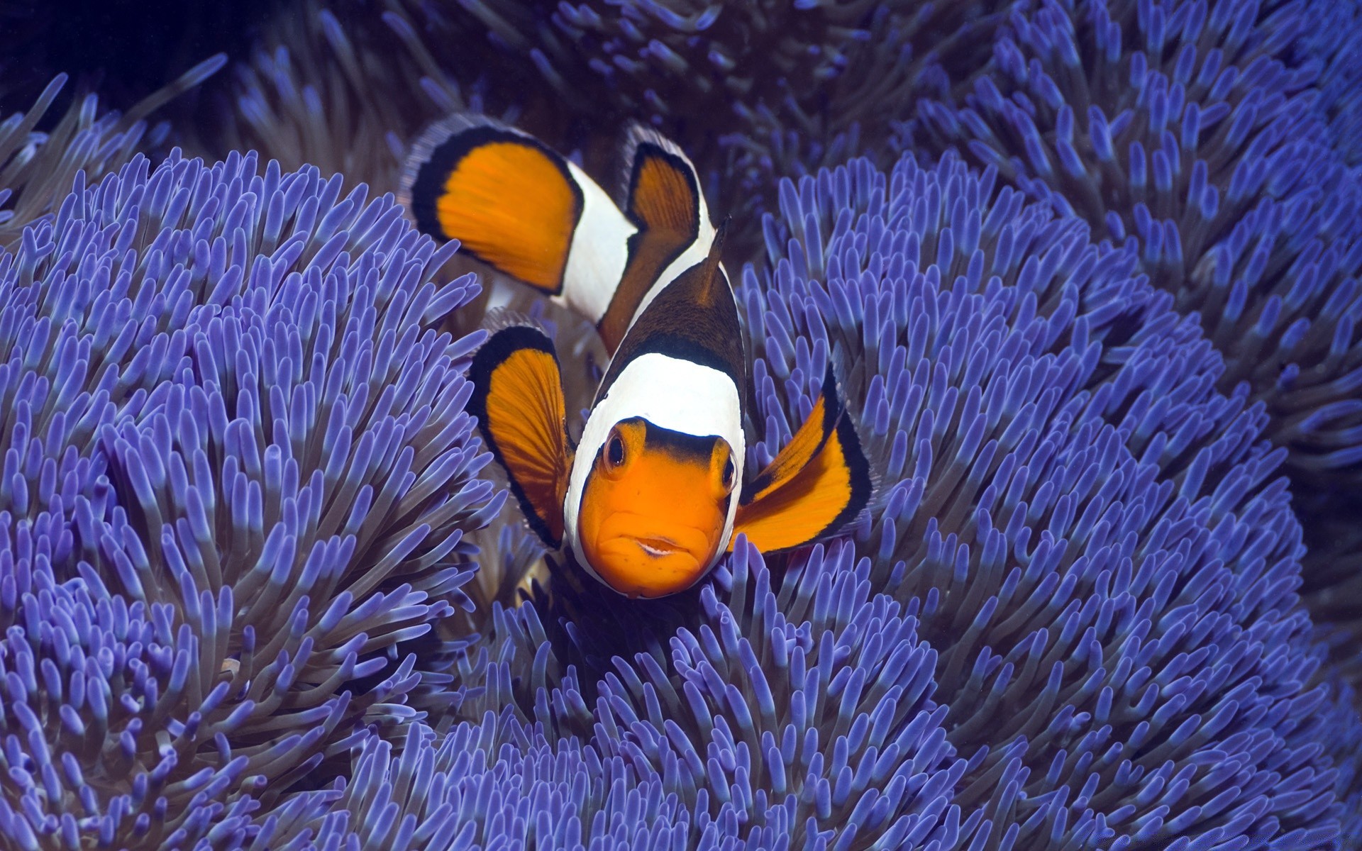 animais marinhos debaixo d água invertebrados peixes coral água recife oceano anêmona aquário mar mergulho vida selvagem profundo natação natureza tropical fuzileiro naval sozinho aquático