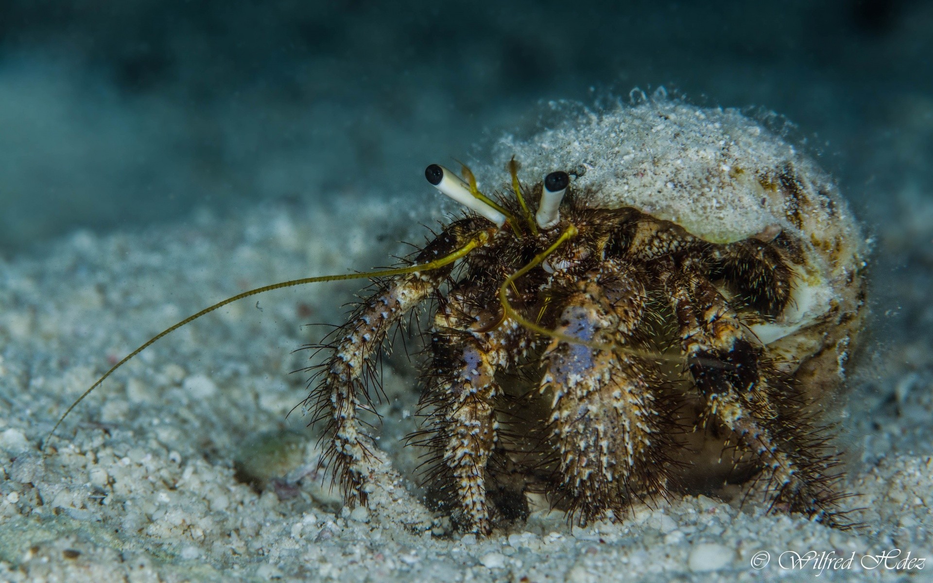 animaux marins sous-marin poissons invertébrés mer marine corail océan tropical faune récif mollusques animal aquatique nature plongée eau eau salée crustacé sous-marin