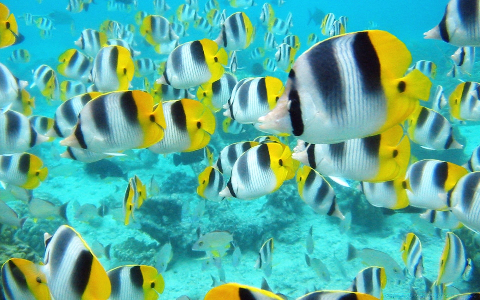 animais marinhos peixes debaixo d água coral água tropical recife oceano natação mar escola aquário natureza fuzileiro naval animal desktop turquesa cor profundo