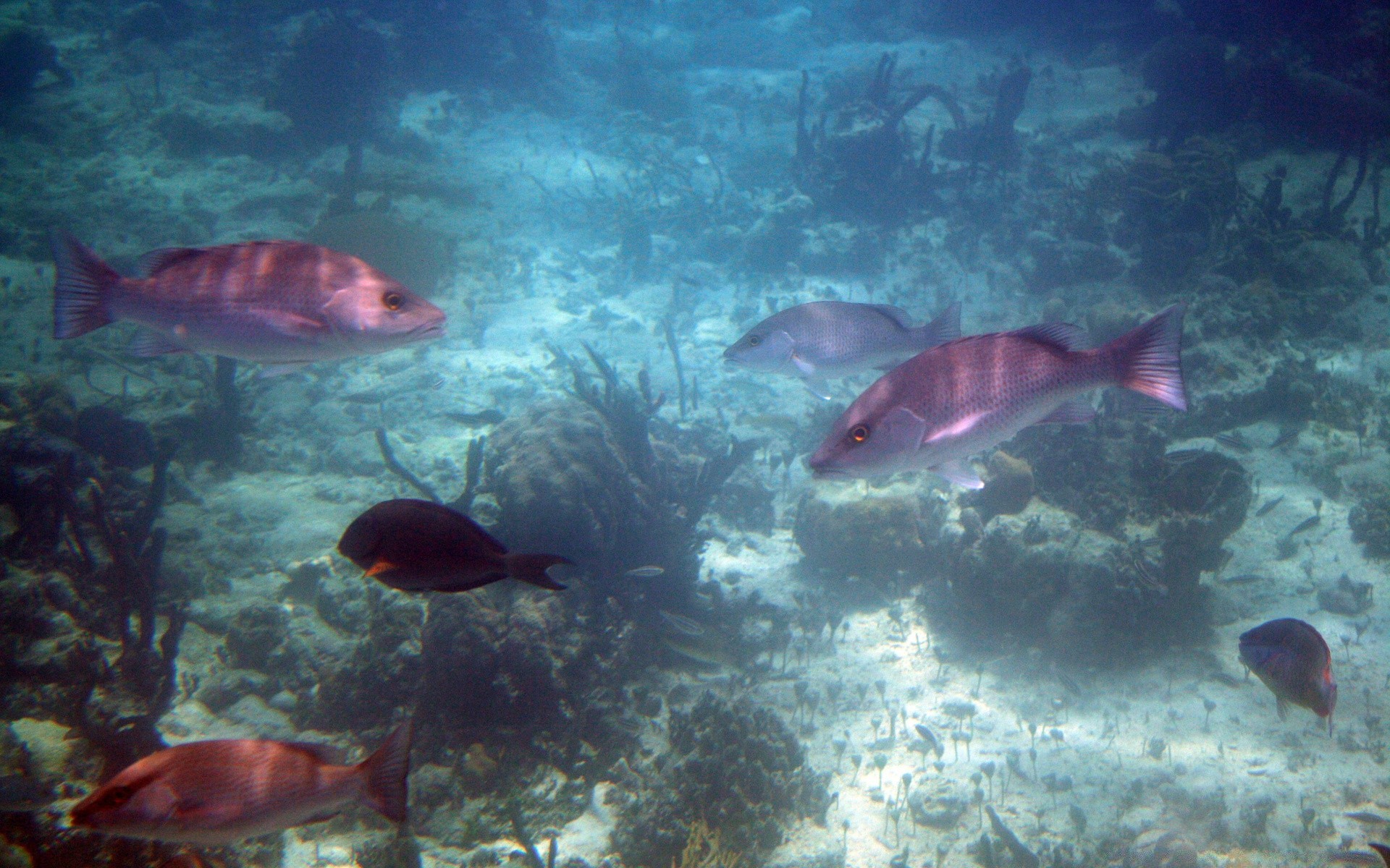 animais marinhos debaixo d água peixes coral oceano recife mar água vida selvagem natação tropical natureza