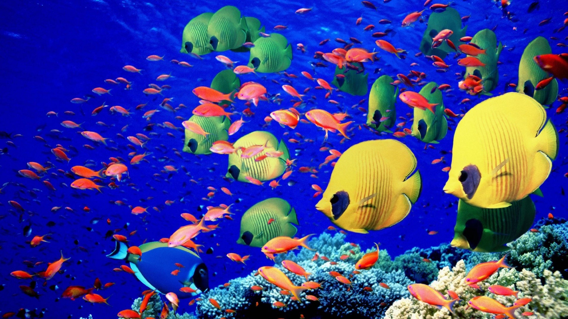 meerestiere unterwasser aquarium fische schwimmen wasser korallen ozean riff tauchen meer marine tropisch wasser quallen tief goldfisch scuba