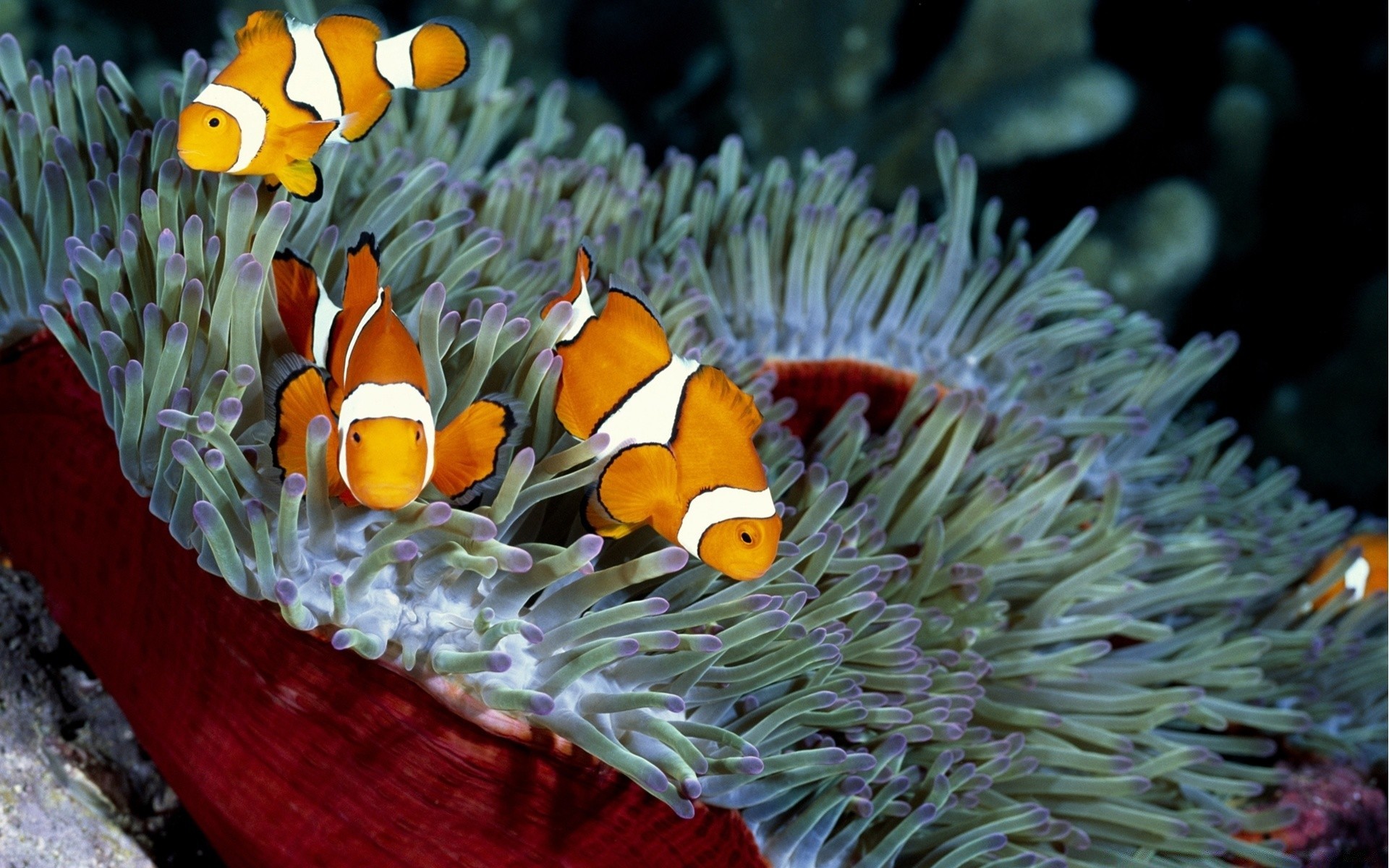 animales marinos bajo el agua peces coral invertebrados anémona arrecife naturaleza vida silvestre tropical océano mar buceo acuario acuático color agua marina animal