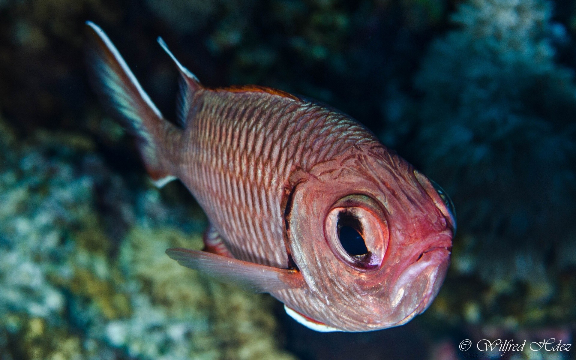 animais marinhos peixes debaixo d água oceano mar coral recife tropical natureza vida selvagem natação animal exótico água invertebrados fuzileiro naval água salgada