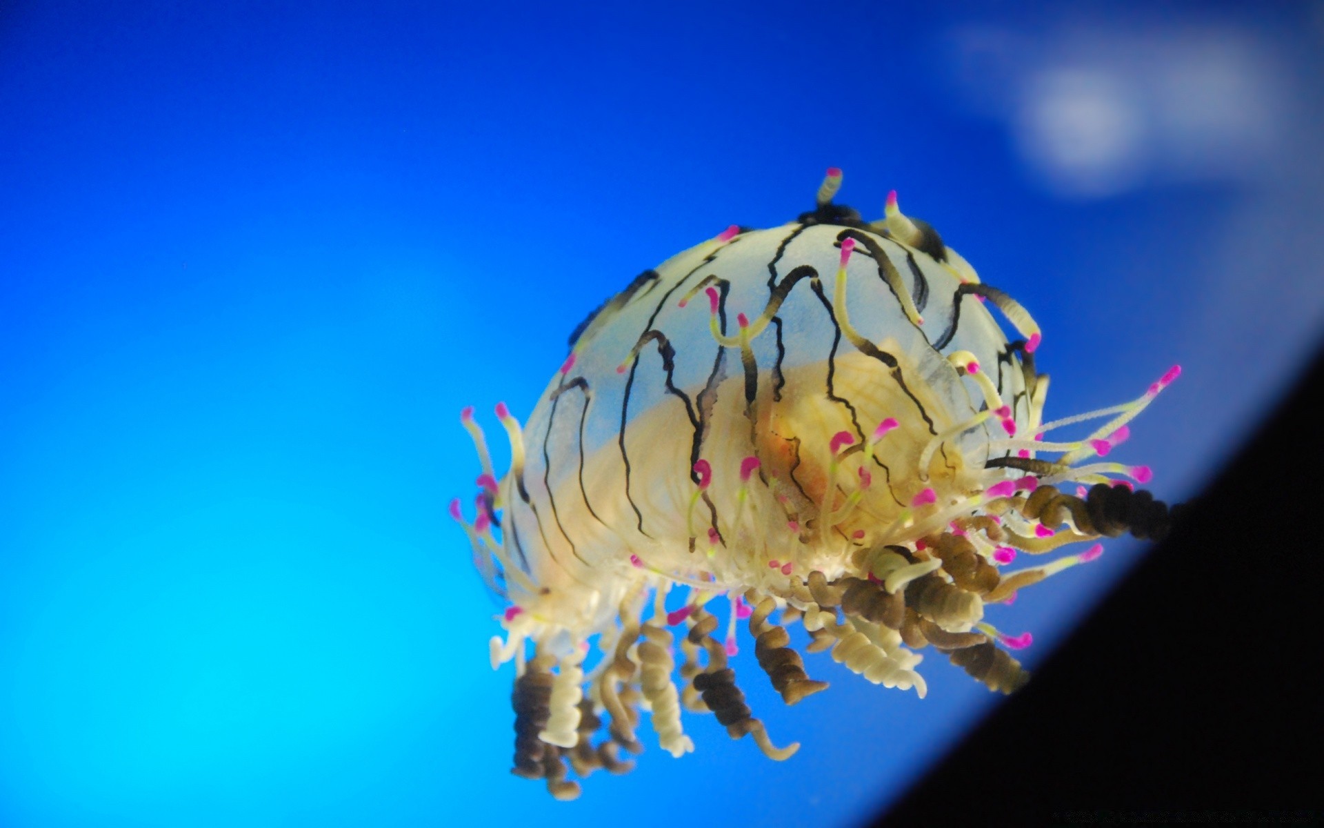 meerestiere natur im freien wasser farbe hell