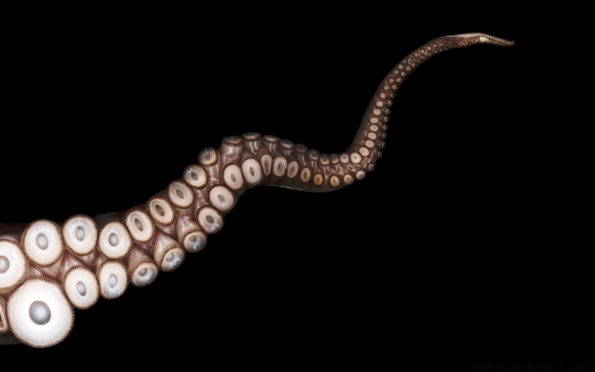 морские животные рабочего стола беспозвоночных змея крупным планом один дикой природы