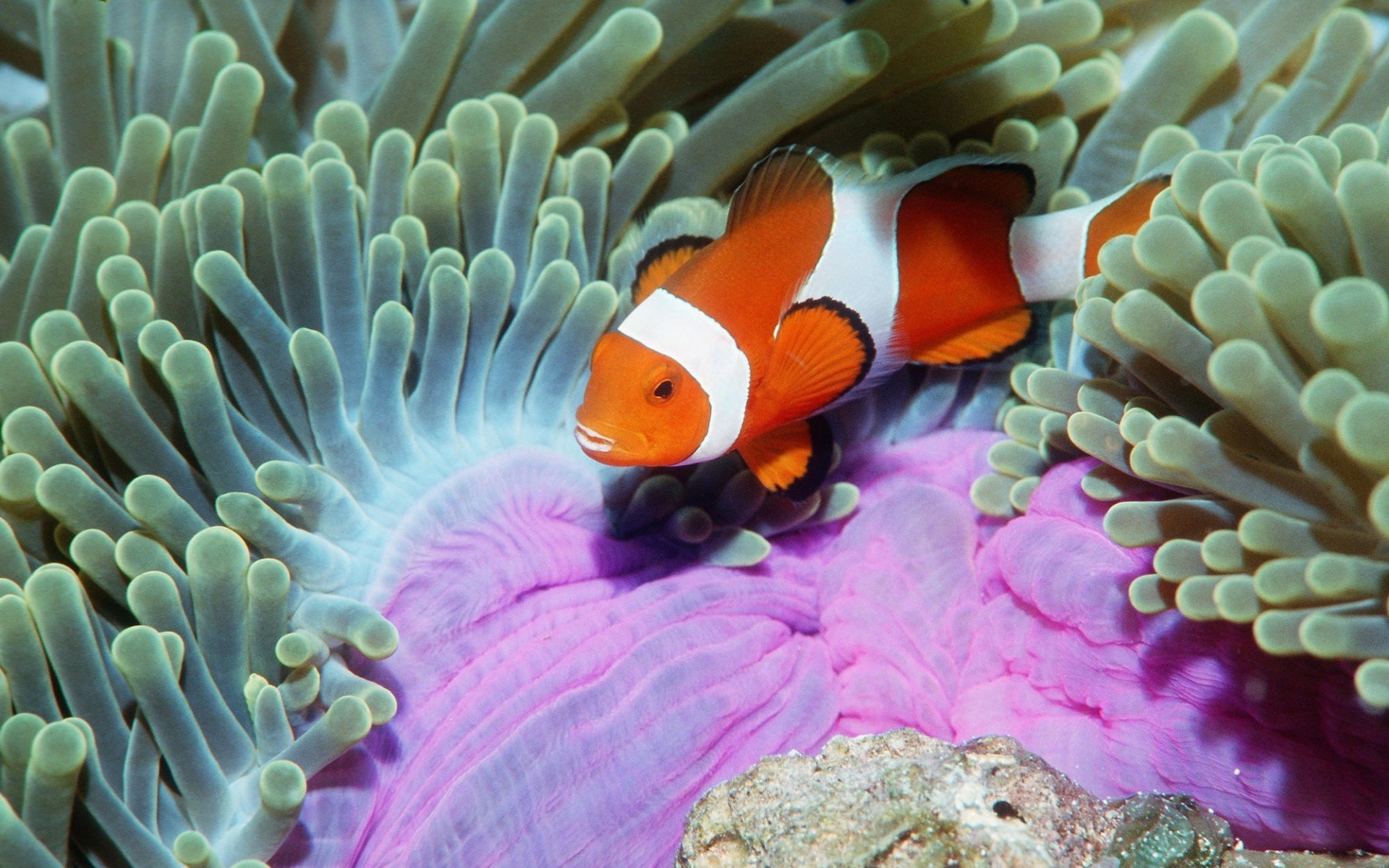 морские животные подводный коралловый анемона риф рыбы беспозвоночных дикой природы океан море рабочего стола морской аквариум животное воды водный дайвинг цвет
