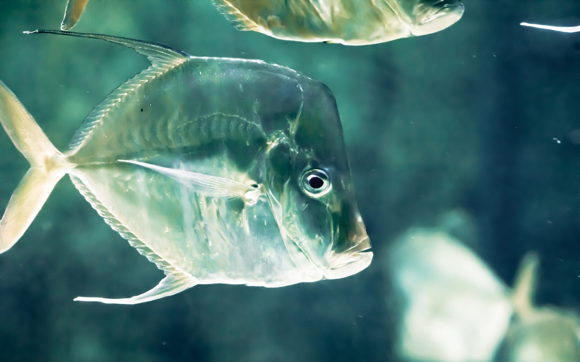 animales marinos peces bajo el agua océano mar agua tropical marina arrecife coral naturaleza natación acuario agua salada buceo profundo buceo acuático vida silvestre sal