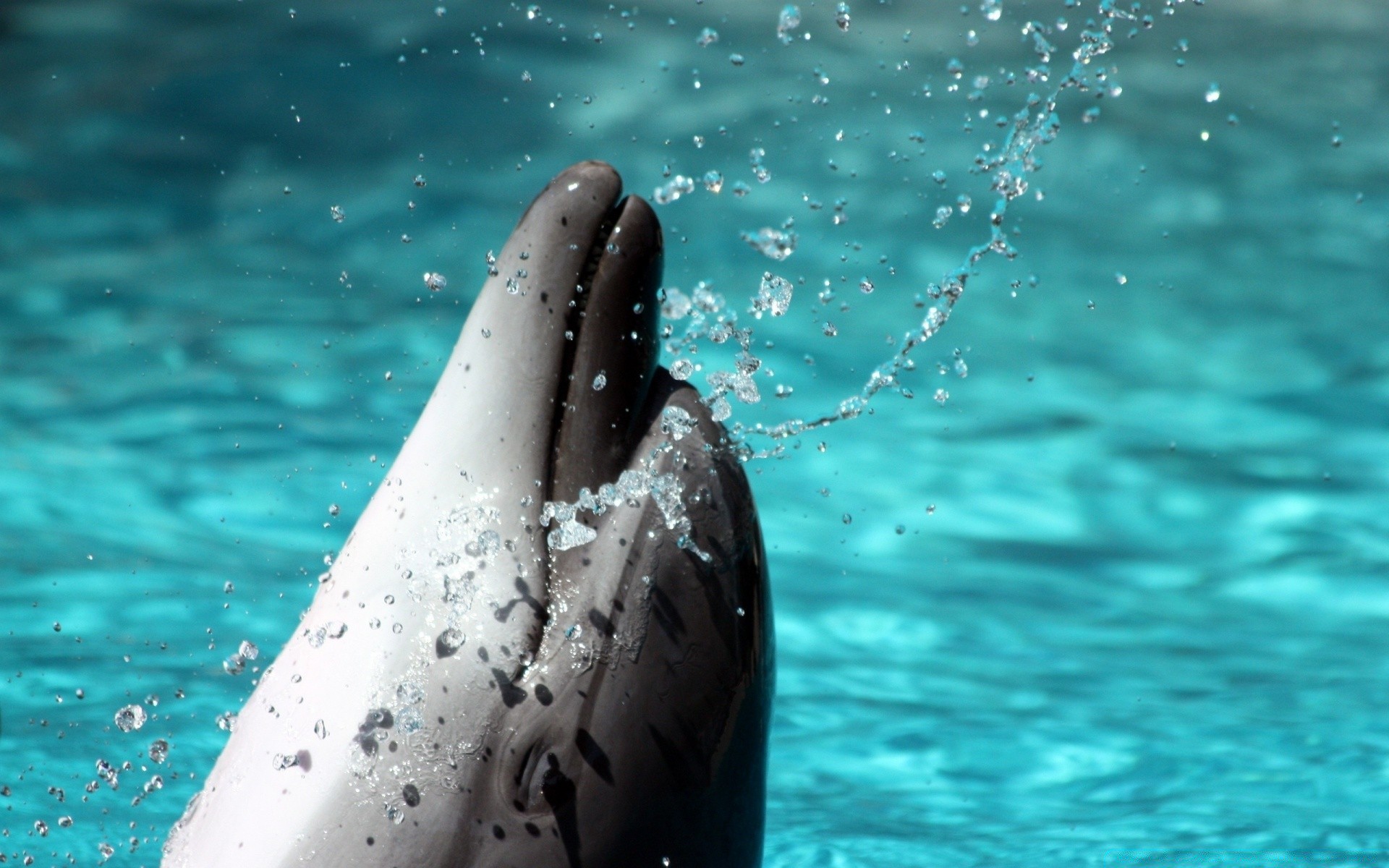 meerestiere schwimmen wasser nass unterwasser delphin gebläse meer spritzen schwimmer ozean tierwelt wal natur