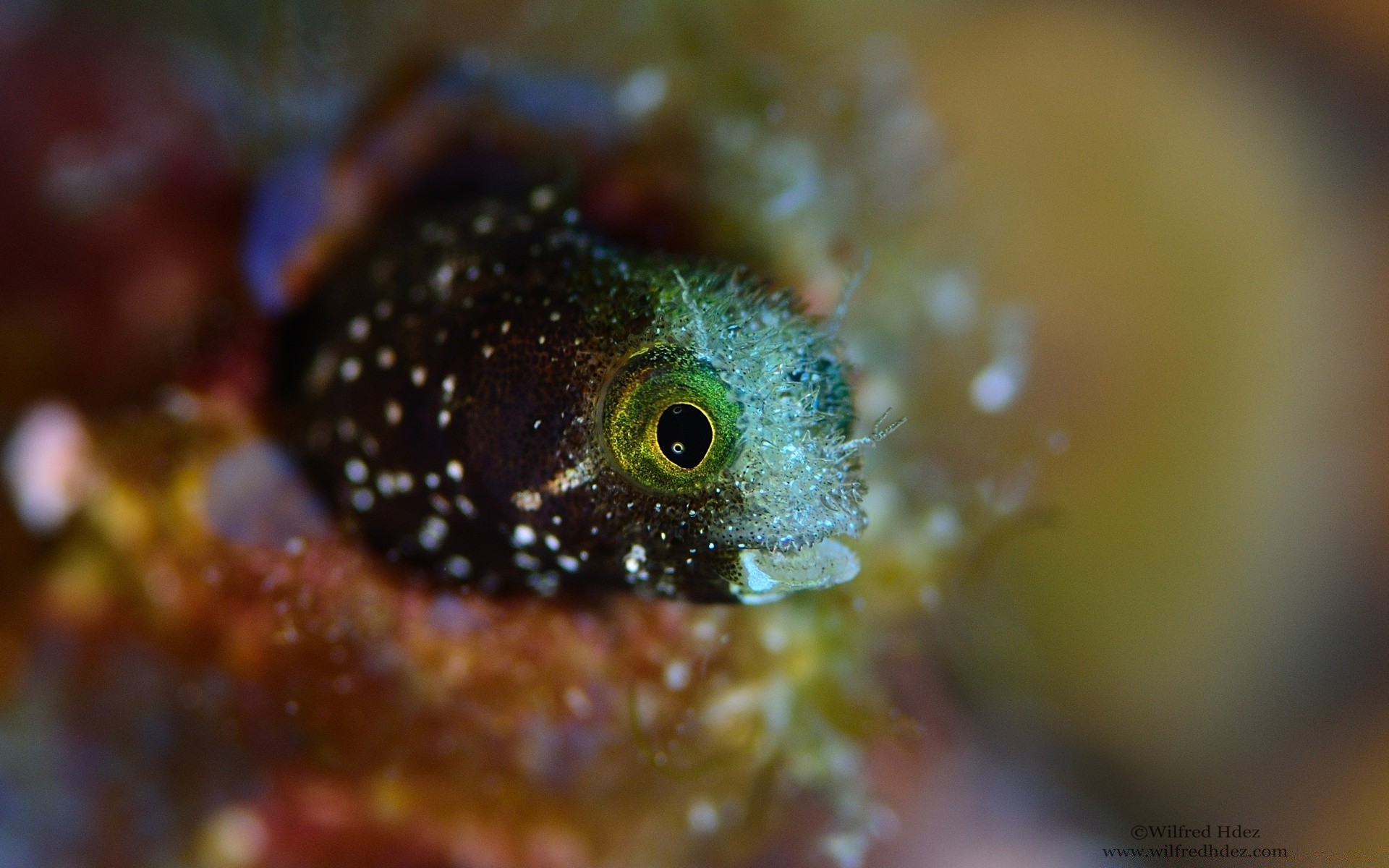 animaux marins nature sous-marin la faune animal poissons à l extérieur invertébrés couleur