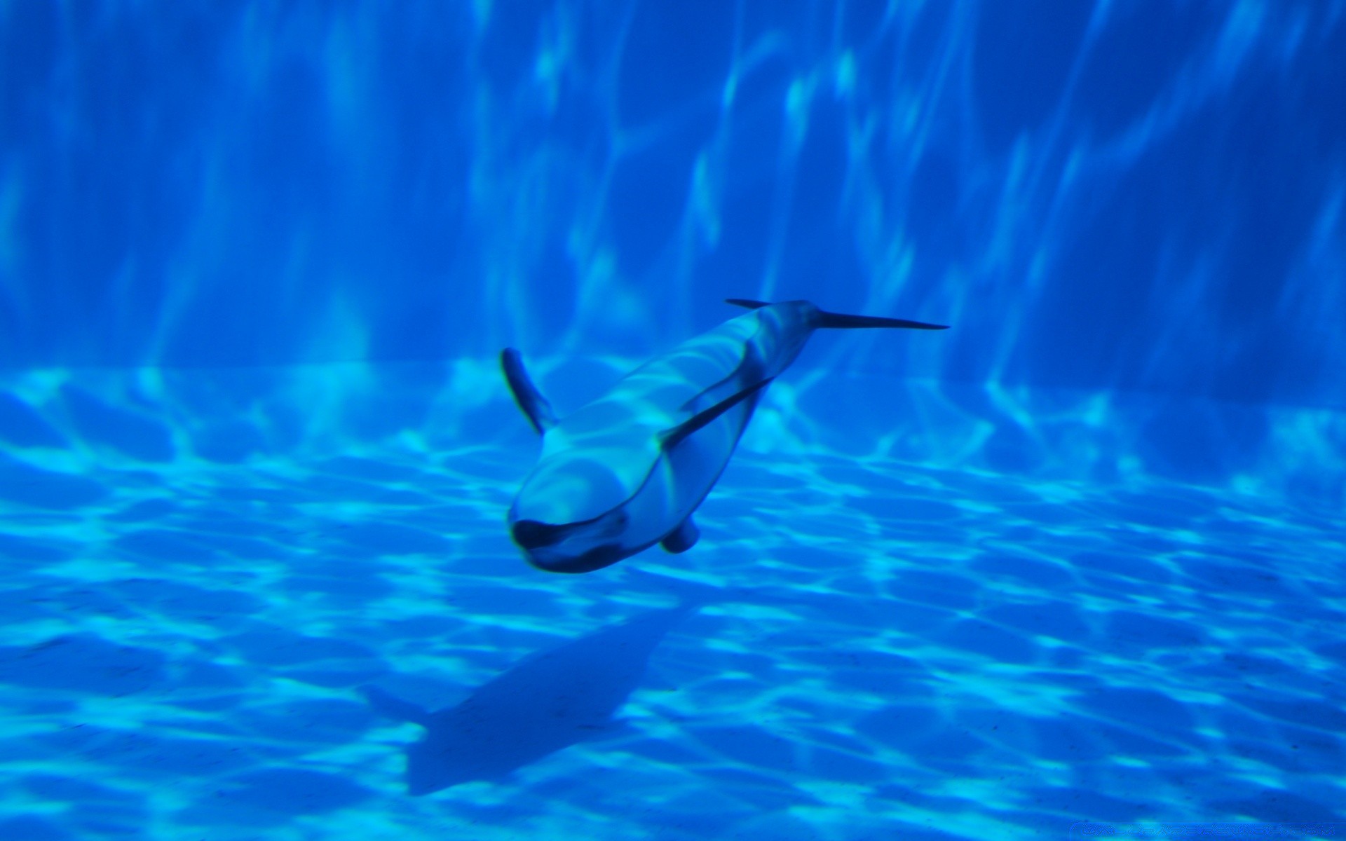 морские животные плавание подводный воды рыбы дикой природы океан дайвинг природа море воздуходувки дельфин на открытом воздухе тропический