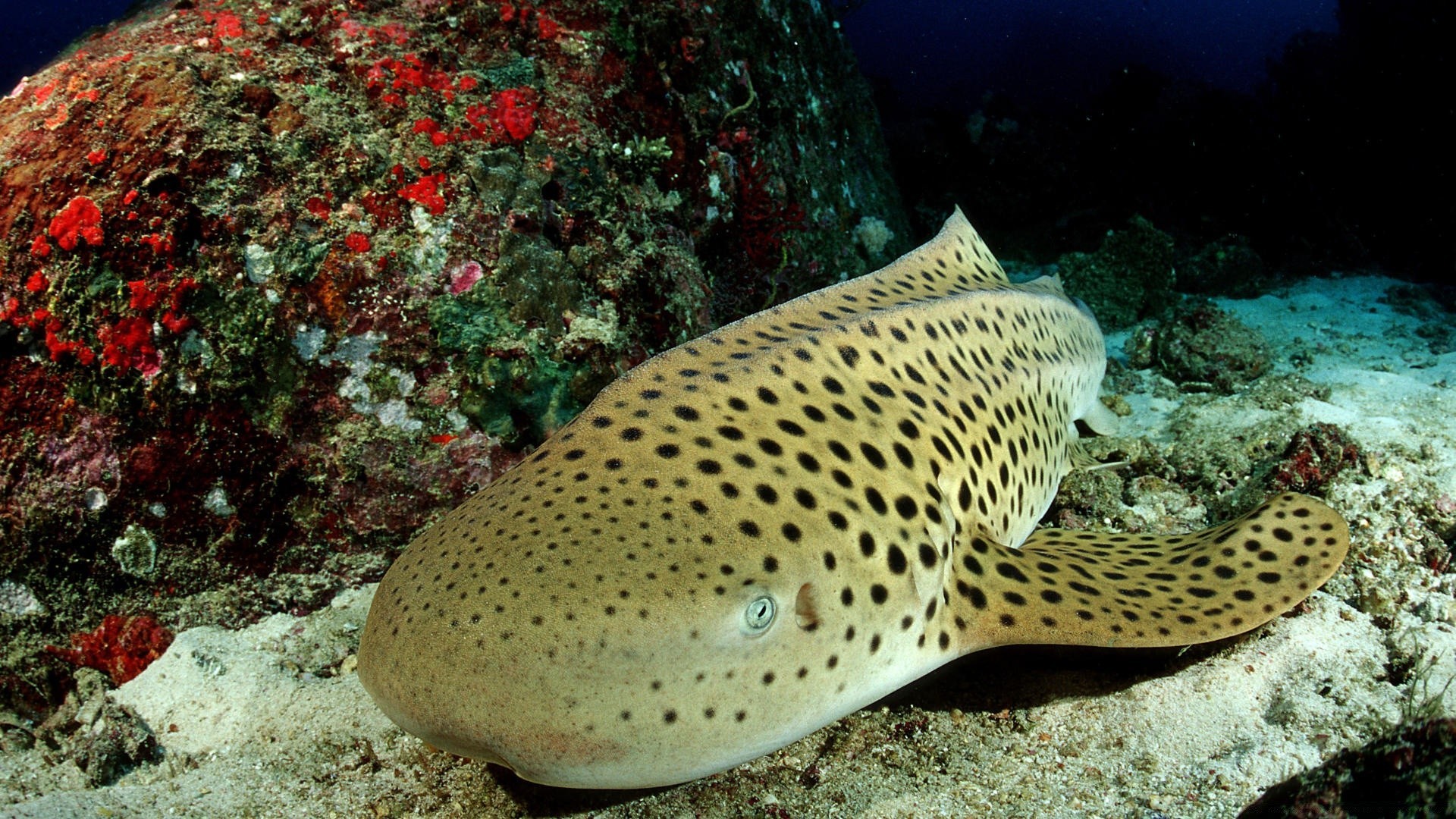 animaux marins sous-marin poissons invertébrés océan corail récif mer eau faune voyage sous-marin natation tropical