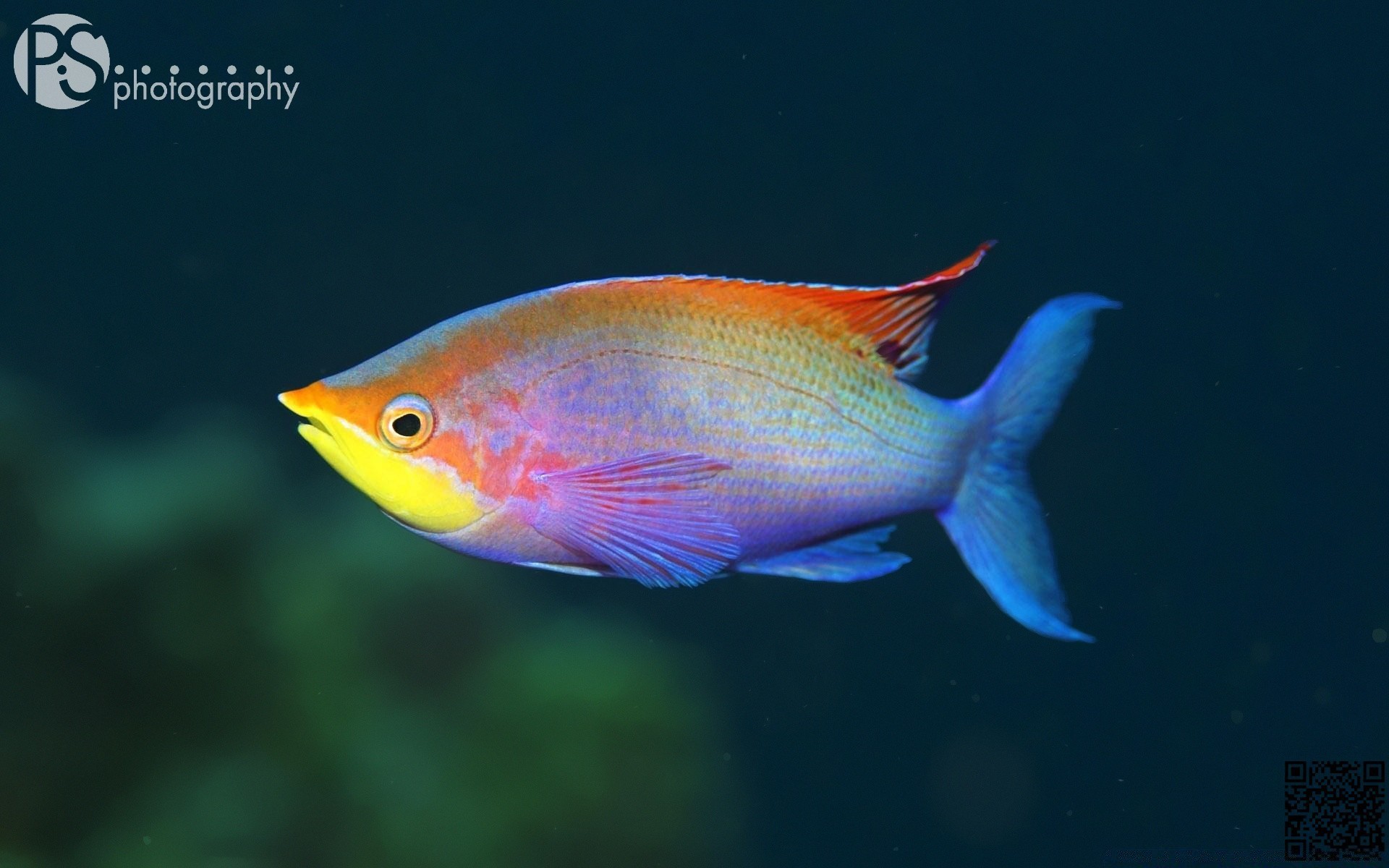 animales marinos peces bajo el agua vida silvestre naturaleza natación tropical al aire libre agua