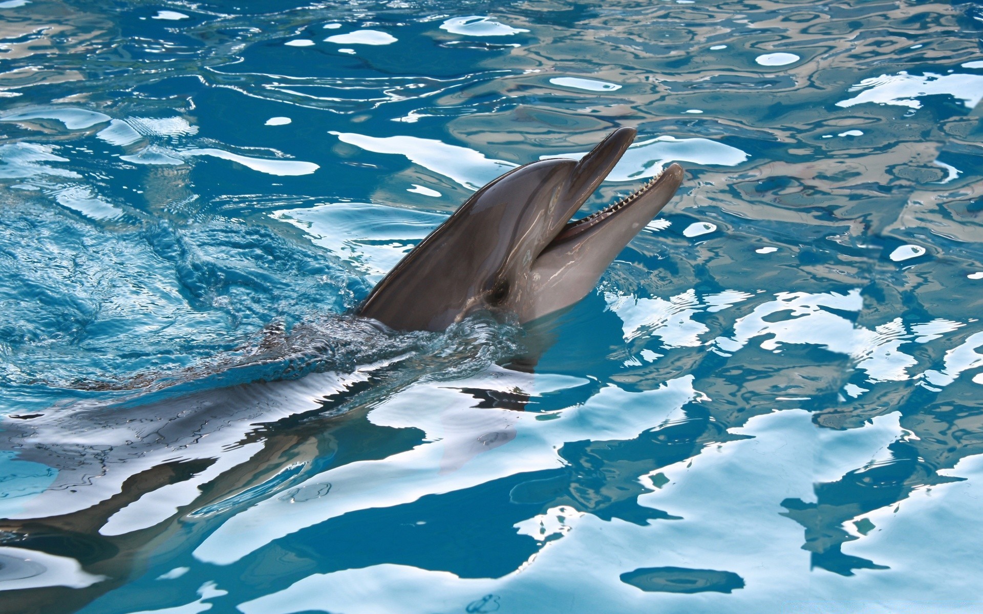 zwierzęta morskie pływanie woda podwodny delfin ocean dmuchawy morze nurkowanie ryby przyroda wieloryb fin natura basen