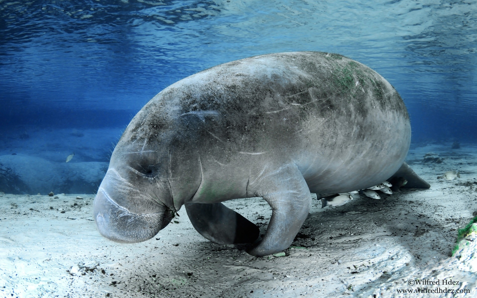 animaux marins eau nature mer faune océan marine natation animal en plein air sauvage aquatique