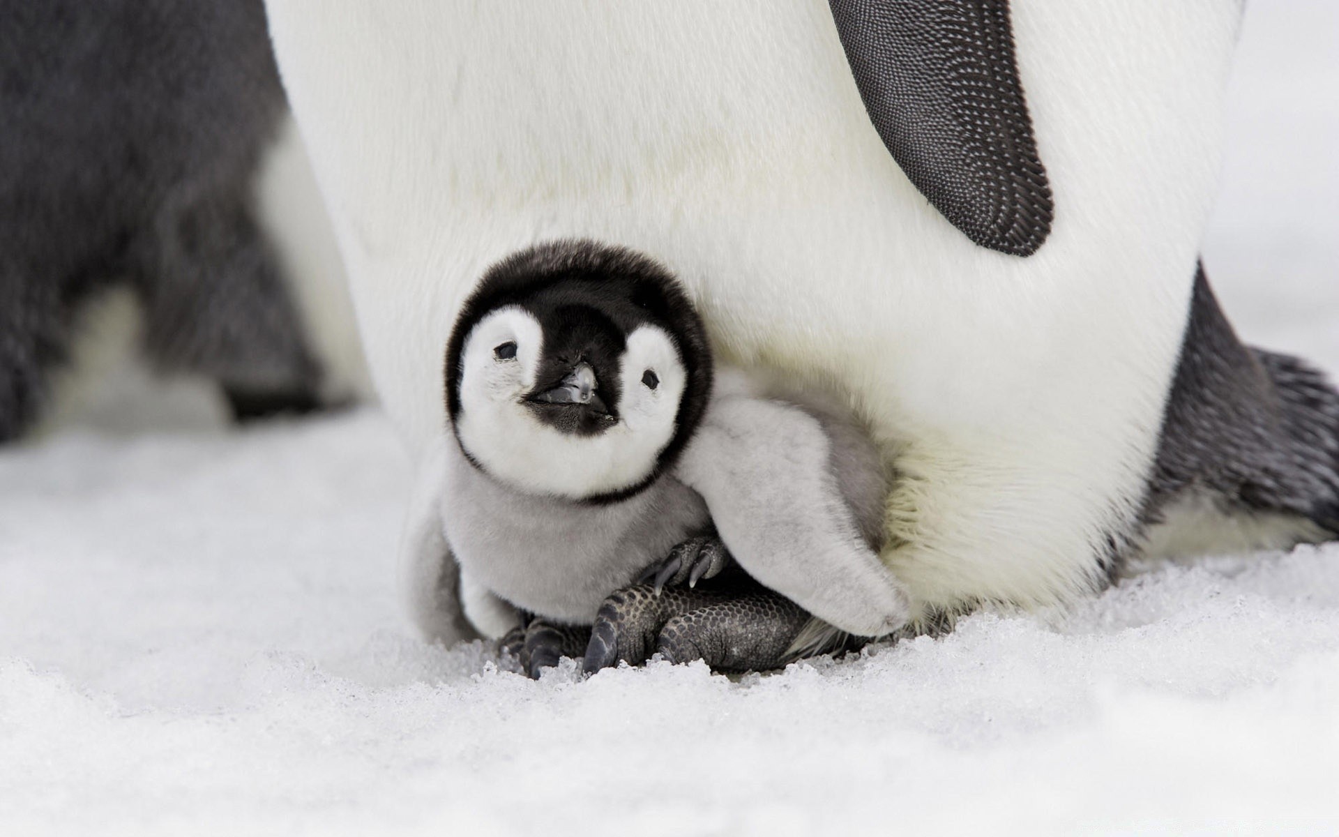 animaux marins mammifère mignon animal neige froid givré la faune hiver s asseoir