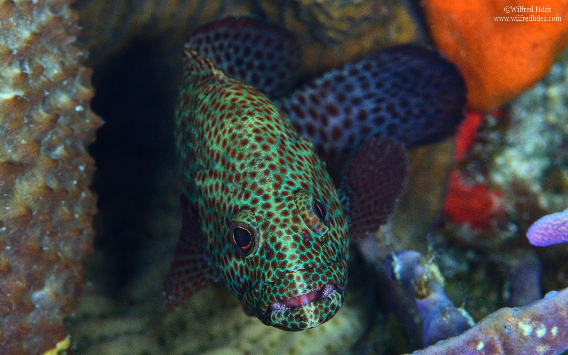 animais marinhos subaquático peixes coral recife oceano tropical mar mergulho vida selvagem exótico invertebrados profundo submarino natação mergulho aquático natureza aquário fuzileiro naval