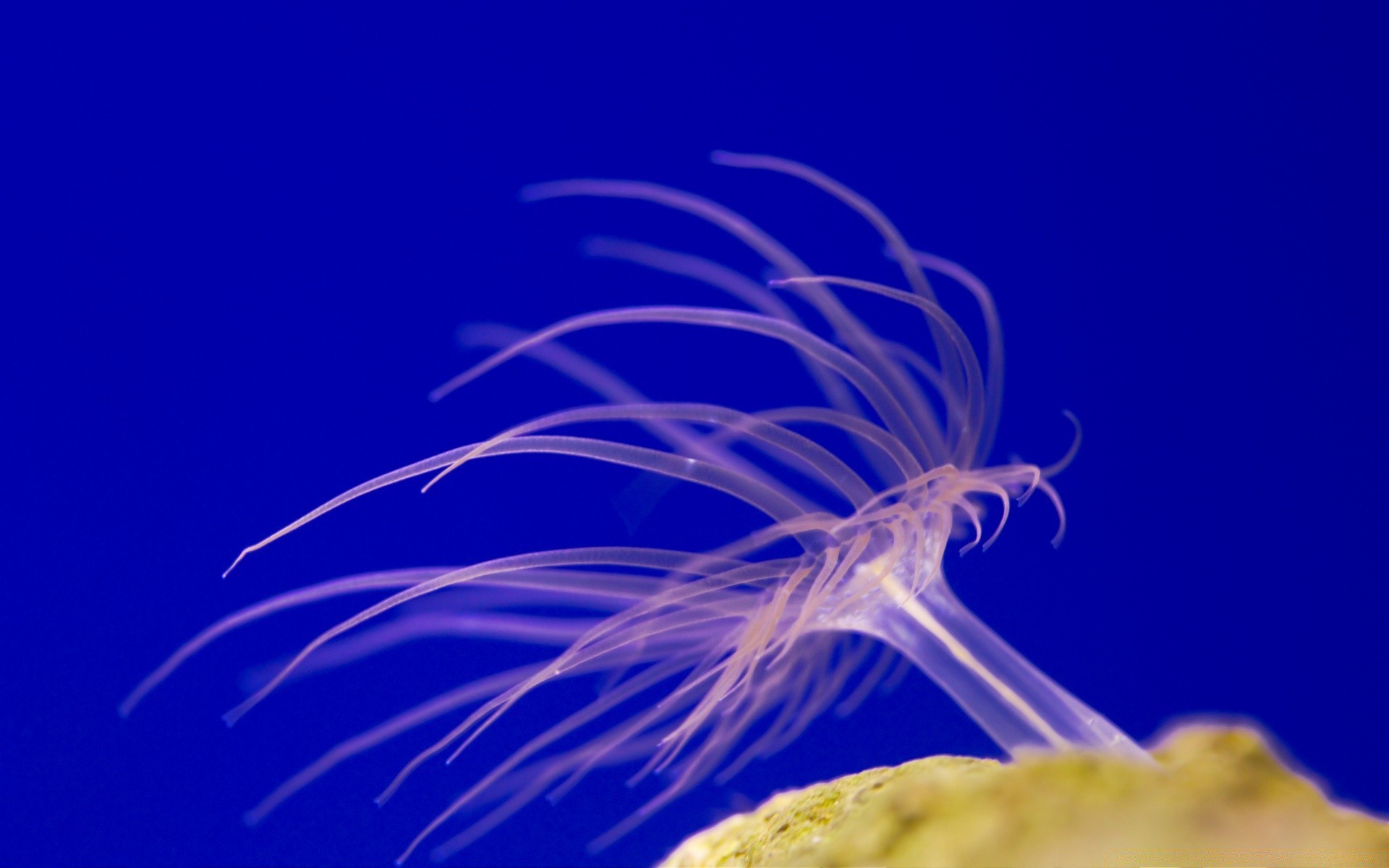 animaux marins sous-marin invertébrés poissons méduses mer bureau océan nature eau biologie couleur