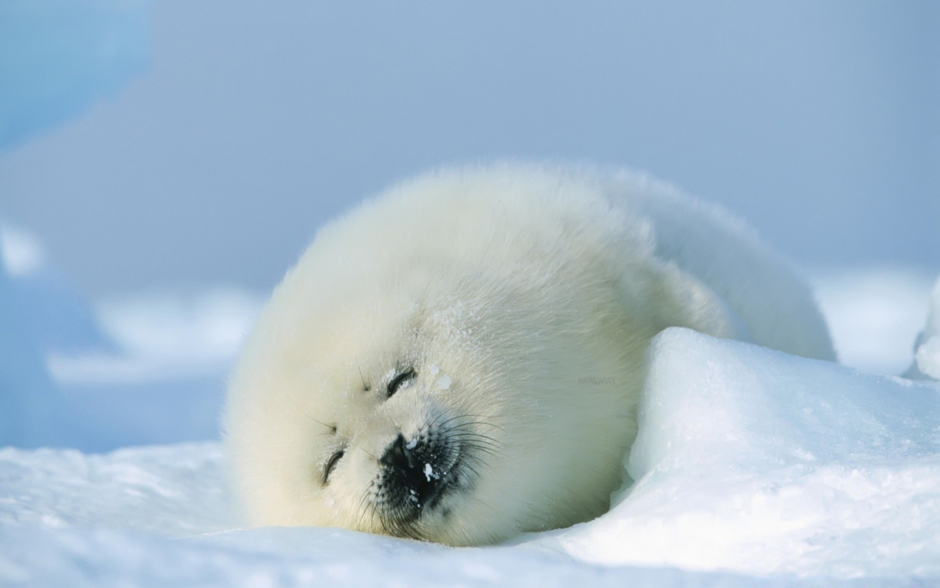 animali marini neve inverno gelido freddo ghiaccio all aperto natura luce del giorno uccello cielo viaggi acqua fauna selvatica