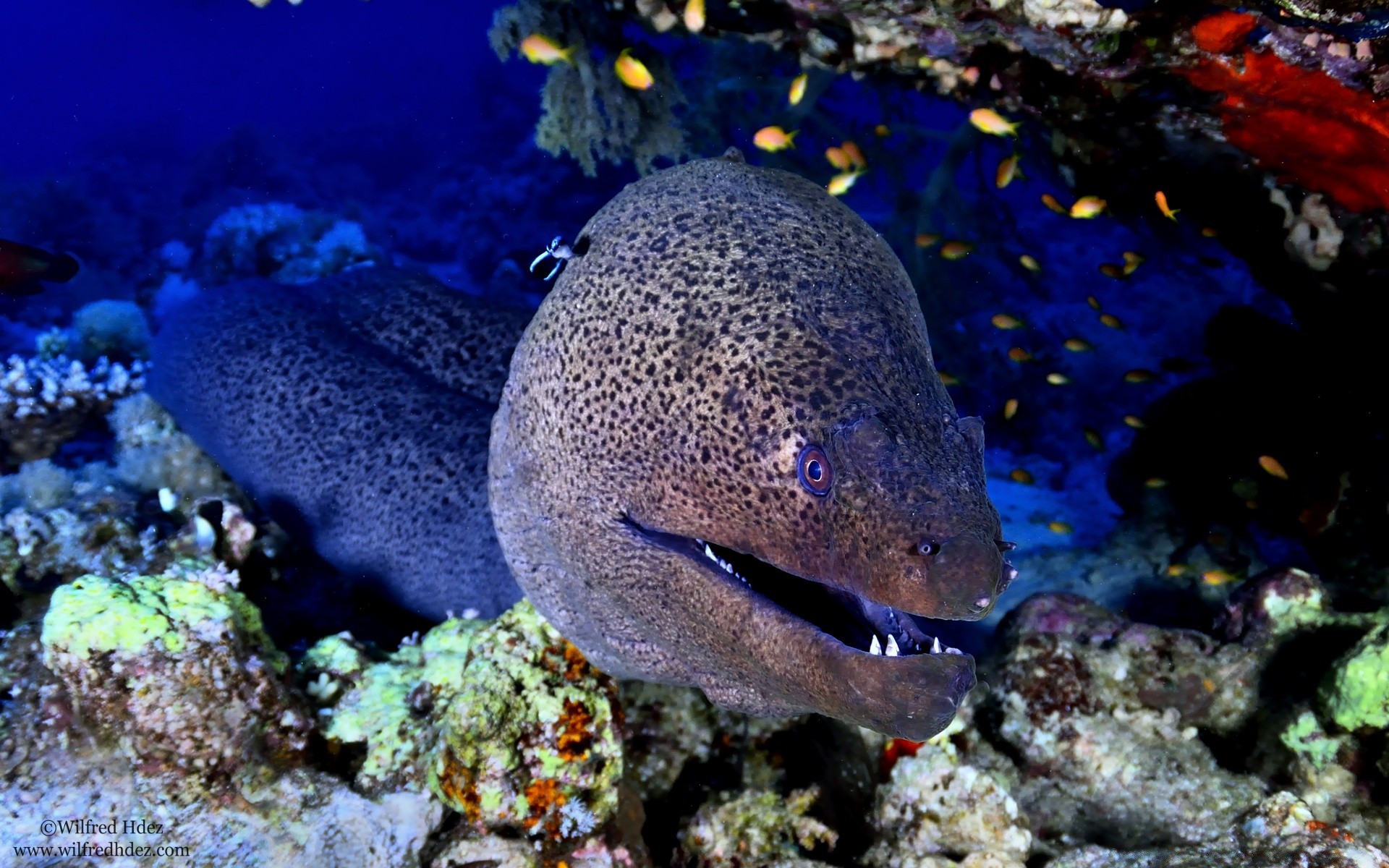 meerestiere unterwasser fisch riff meer korallen u-boot ozean wirbellose tierwelt wasser marine wasser scuba tauchen schwimmen landschaft tier salzwasser aal