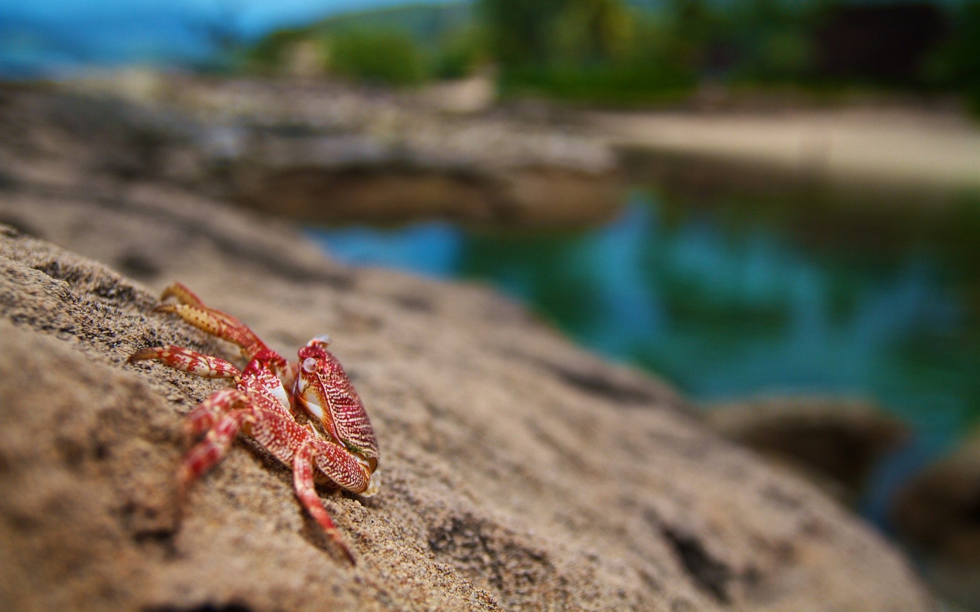 amphibians nature outdoors invertebrate wood wildlife