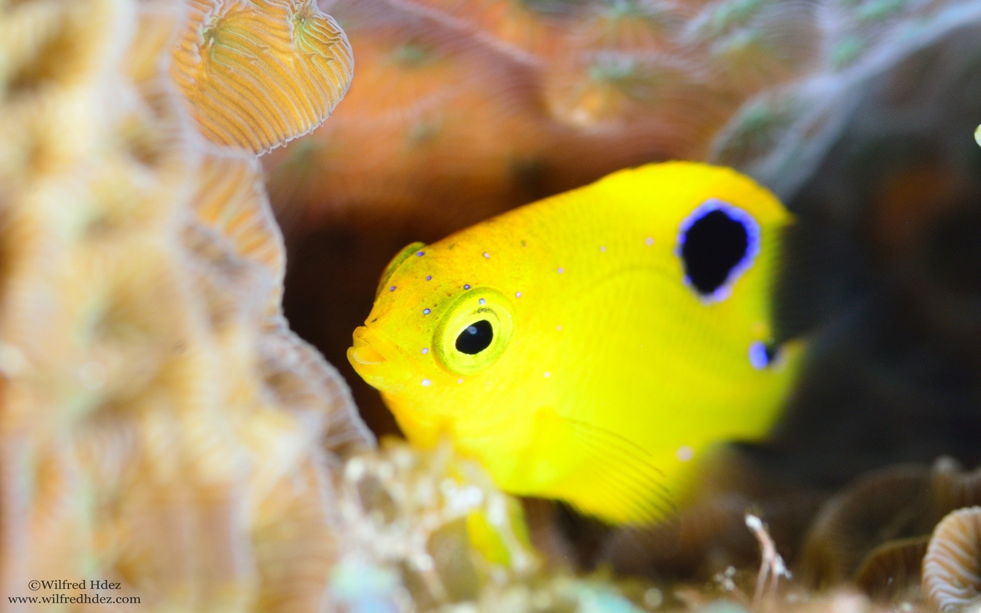 meerestiere unterwasser fische natur wasser tropisch korallen tierwelt aquarium im freien meer schwimmen exotisch tier ozean riff