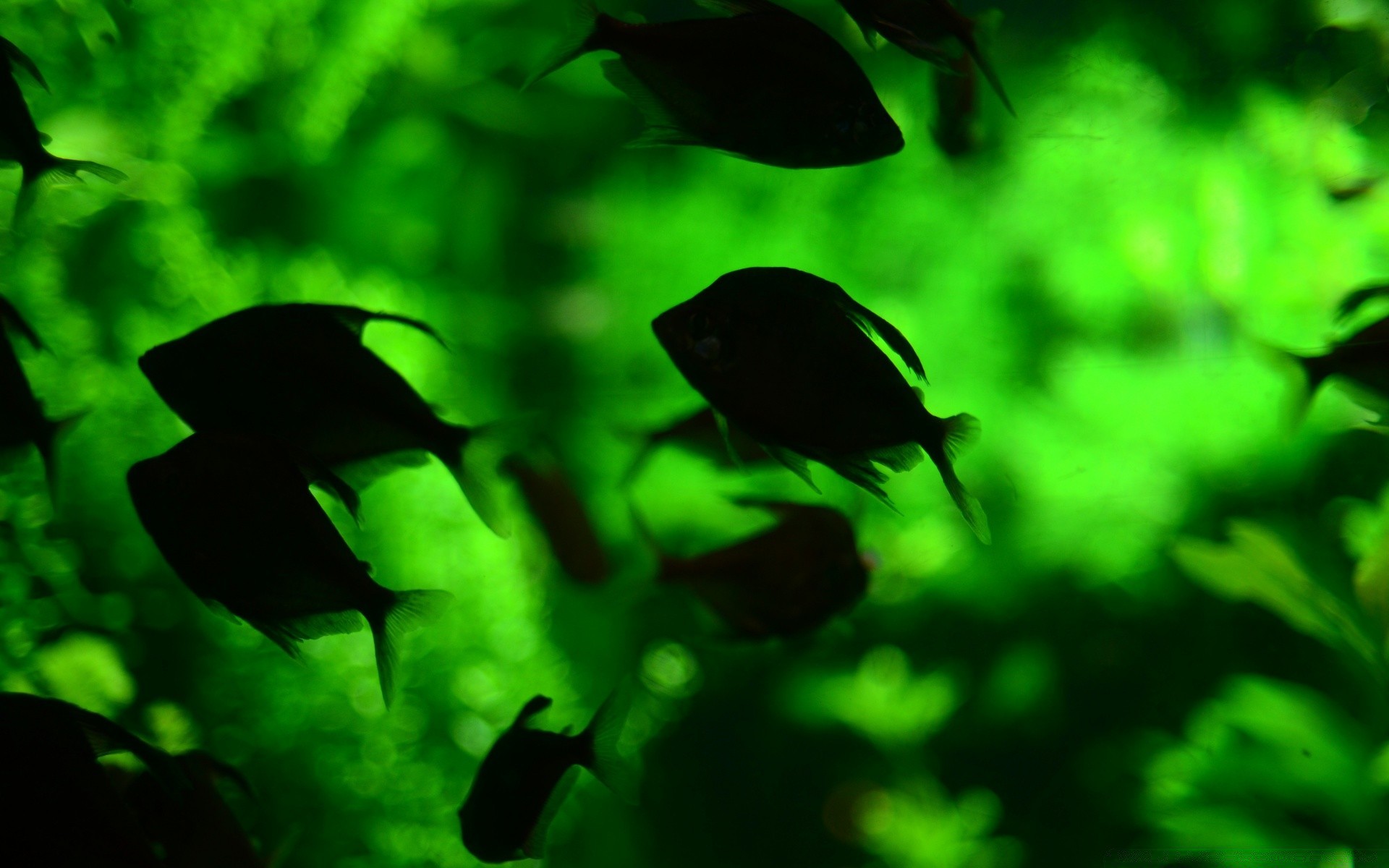 морские животные природа подводный воды рыбы лист аквариум подсветкой дикой природы рабочего стола