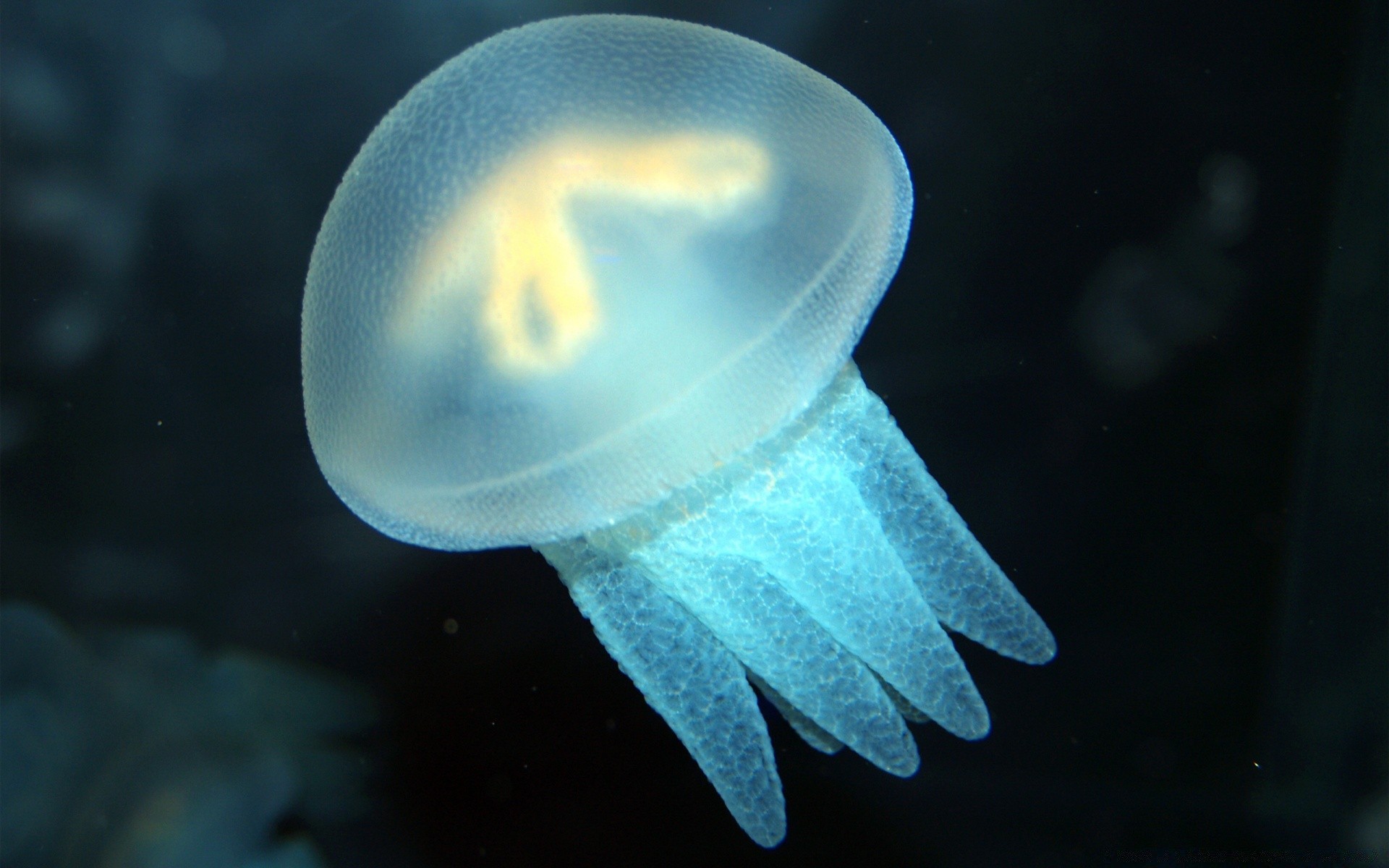 amphibians underwater invertebrate jellyfish water one science fish blur