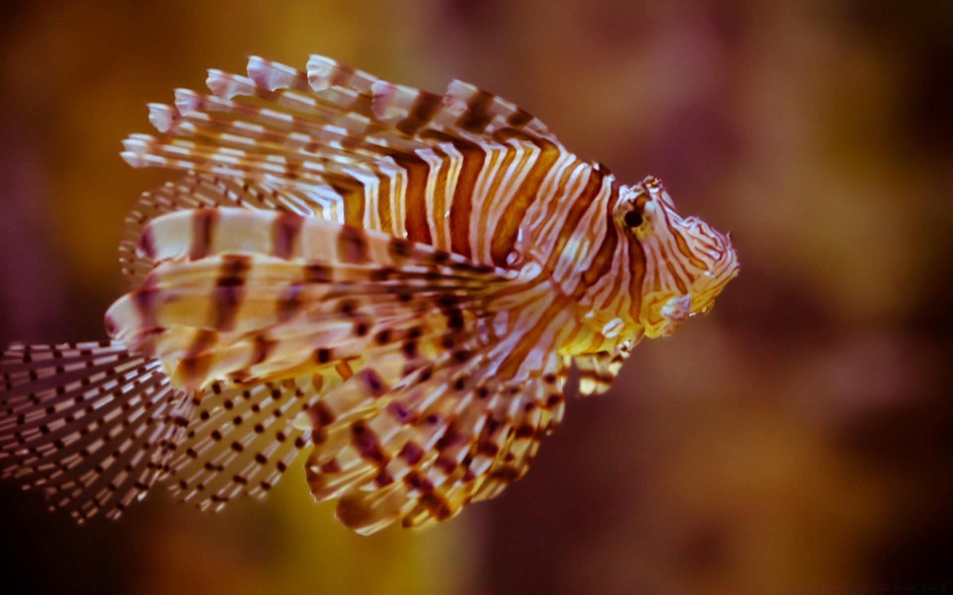 animales marinos naturaleza invertebrados al aire libre color bajo el agua vida silvestre