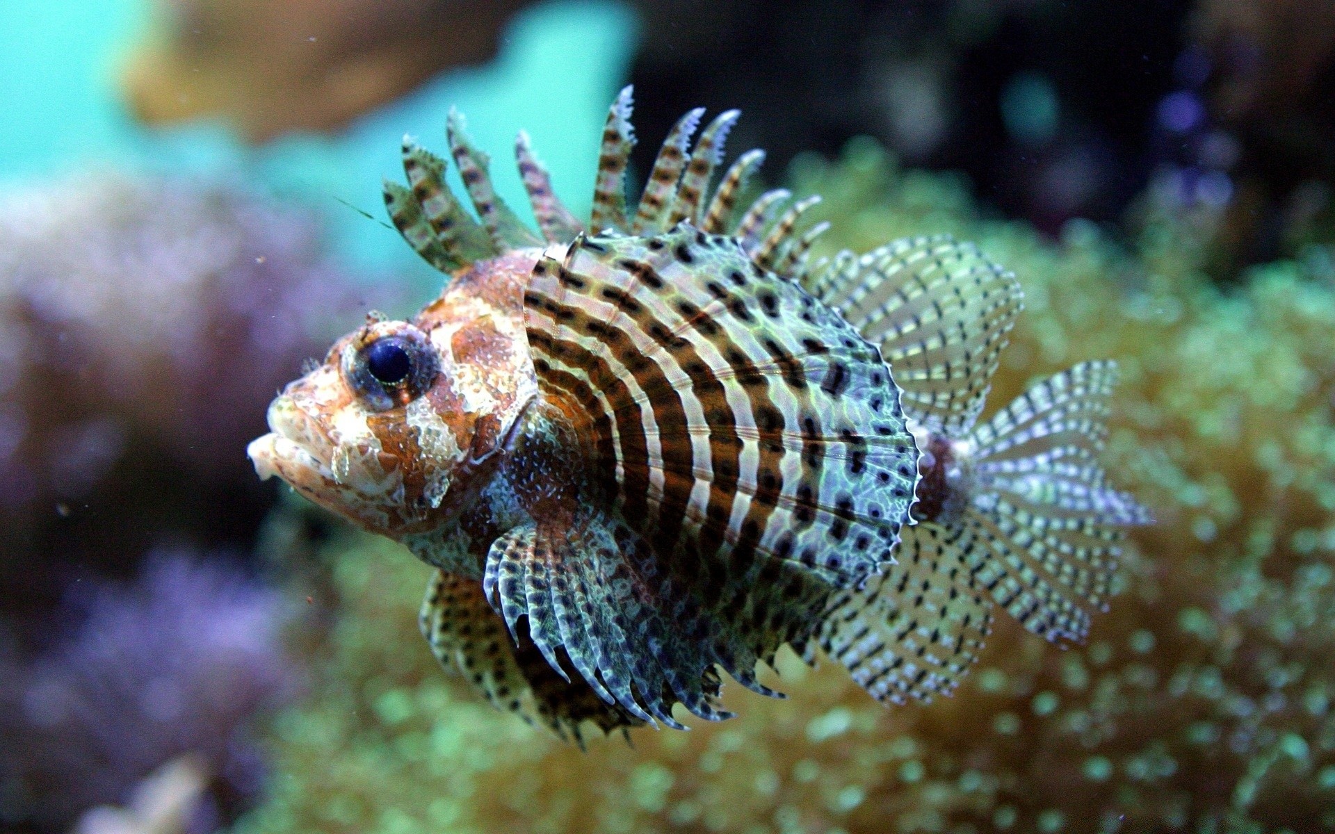 animais marinhos subaquático coral peixes recife tropical oceano mar invertebrados fuzileiro naval natureza mergulho vida selvagem aquático animal exótico água salgada mergulho aquário submarino