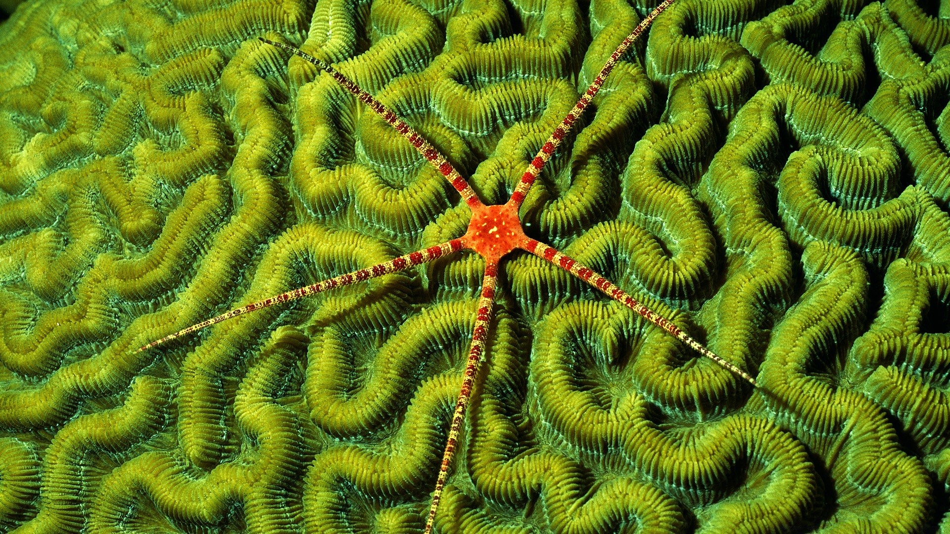 animales marinos invertebrados bajo el agua escritorio naturaleza biología patrón textura resumen