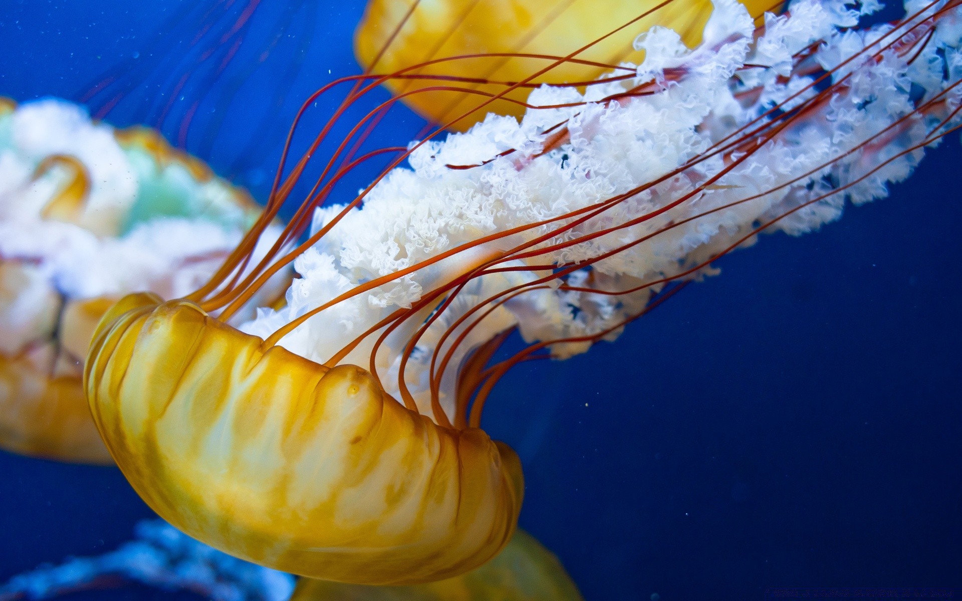 animaux marins sous-marin poissons océan mer bureau tropical eau invertébrés mollusques aquarium marine couleur