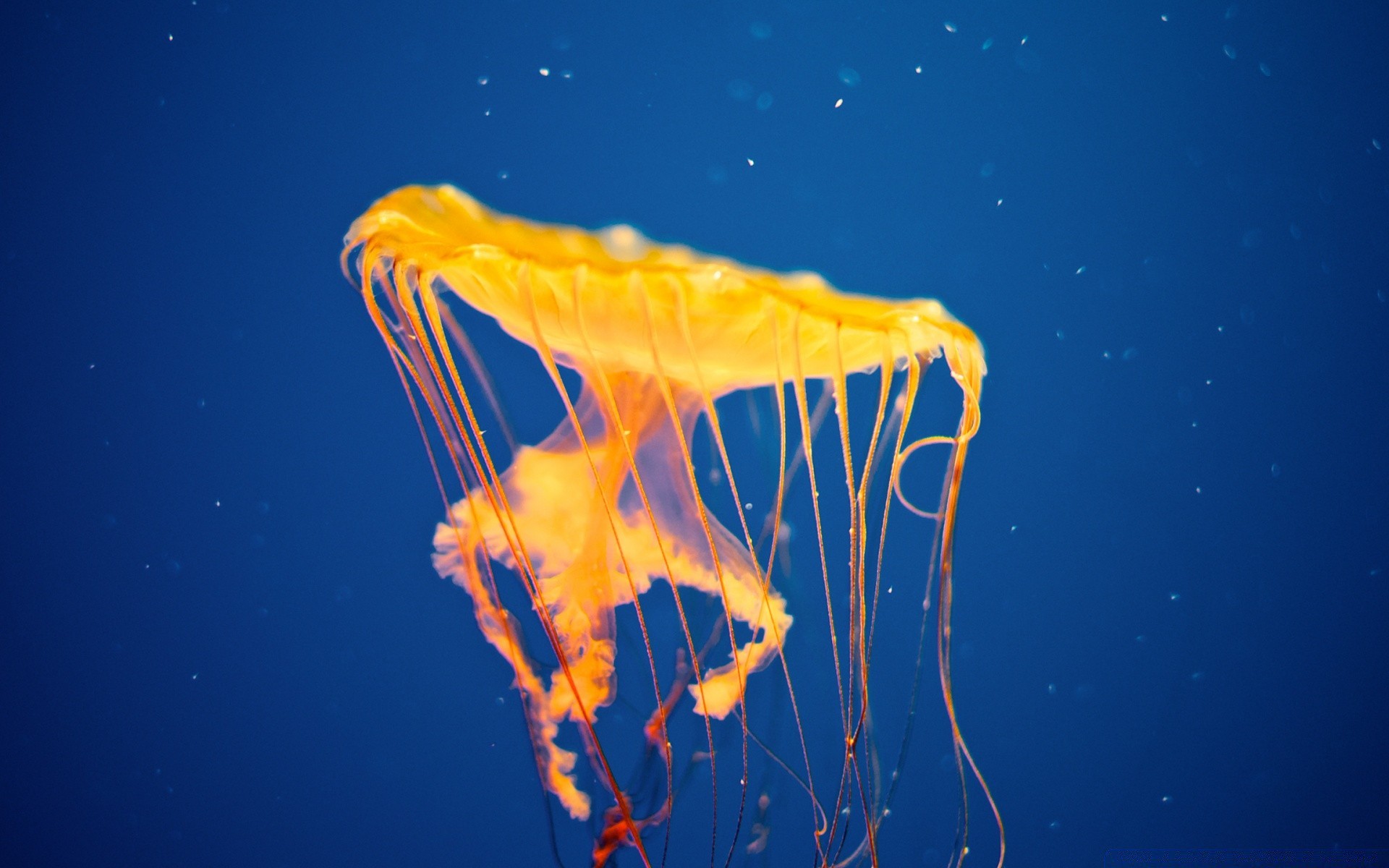 海洋动物 水下 海 海洋 水 鱼 水母 自然 热带 桌面 潜水 水族馆 绿松石 游泳 旅行 无脊椎动物 颜色