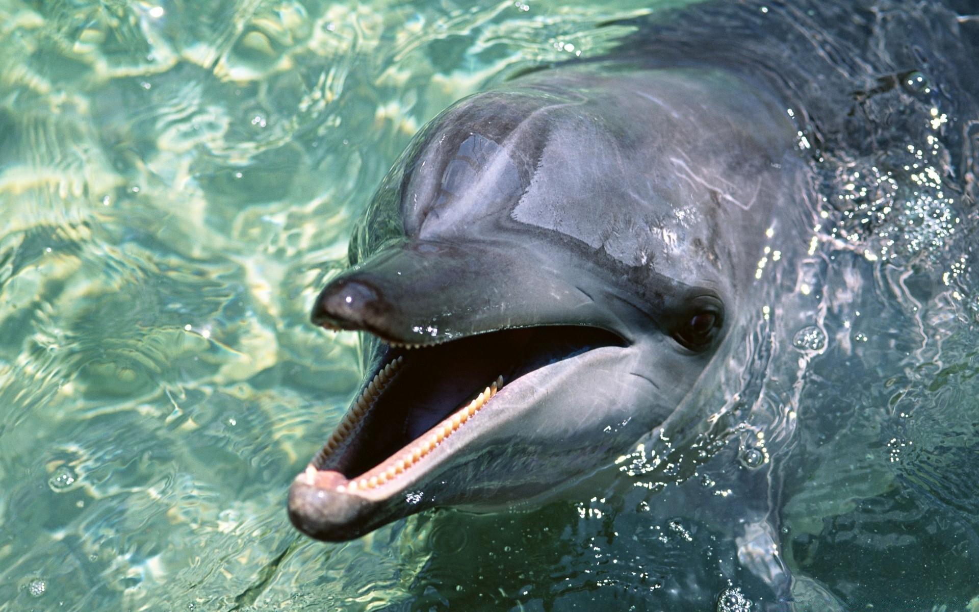 animales marinos agua submarino natación vida silvestre peces delfín océano soplador de aire mar naturaleza marina