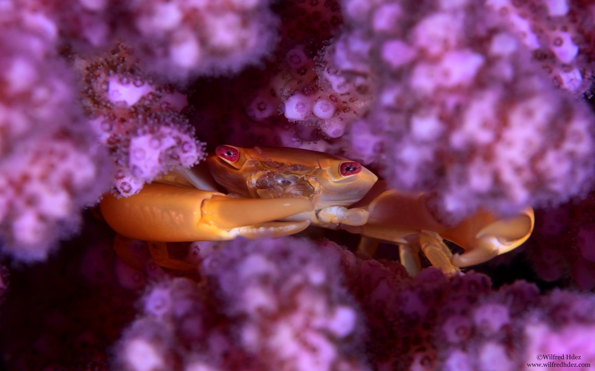 морские животные подводный беспозвоночных рыбы коралловый море океан дикой природы моллюски природа цвет риф морской воды