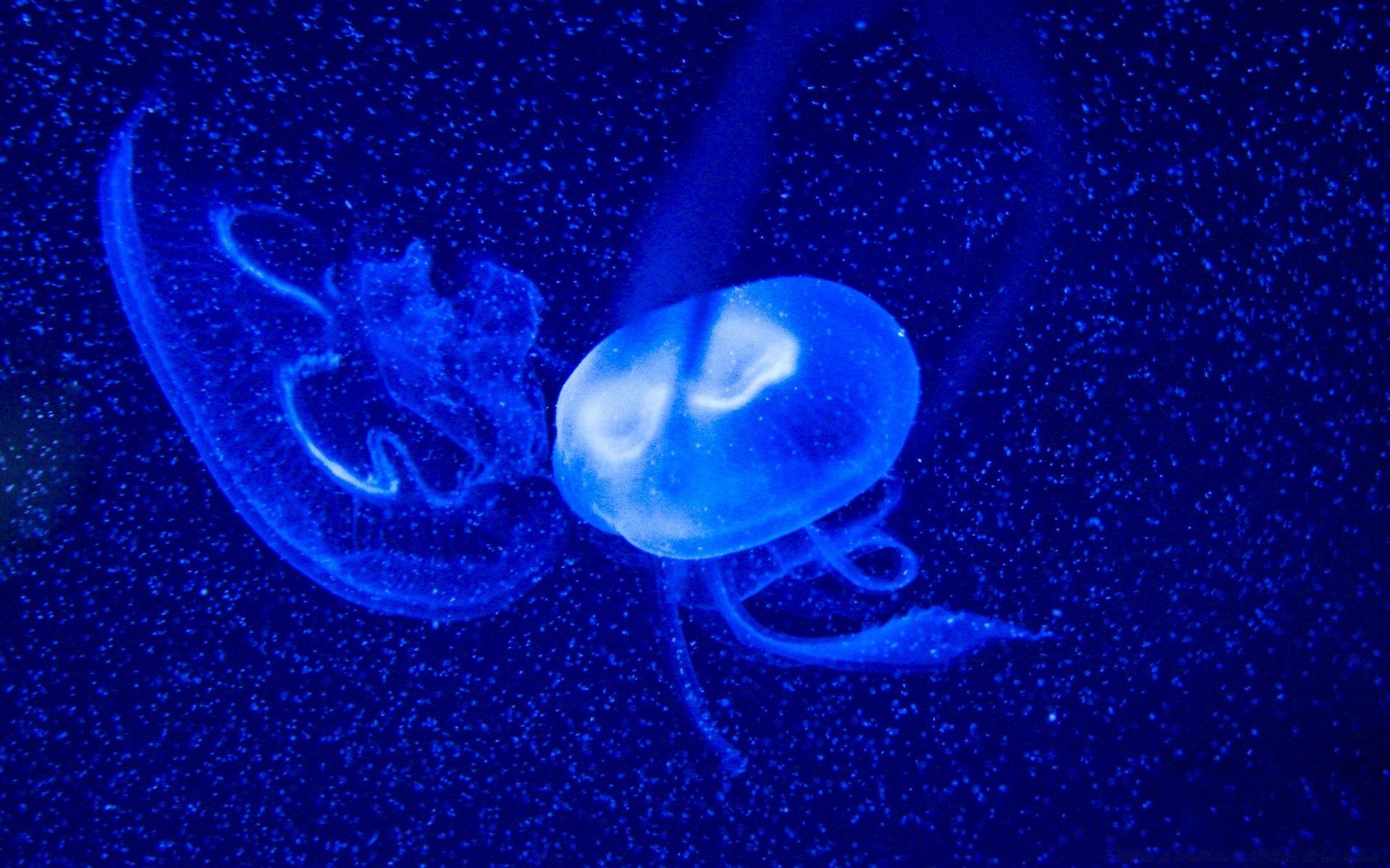 морские животные подводный медузы рабочего стола наука глубокий плавание природа пространство луна темный беспозвоночных воды