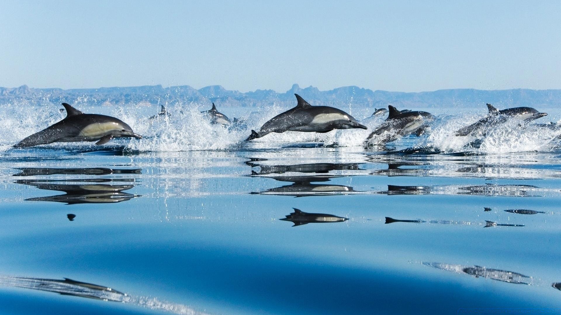 zwierzęta morskie wody natura lód śnieg na zewnątrz podróże zimno pływanie zima wakacje dmuchawy morze ocean niebo