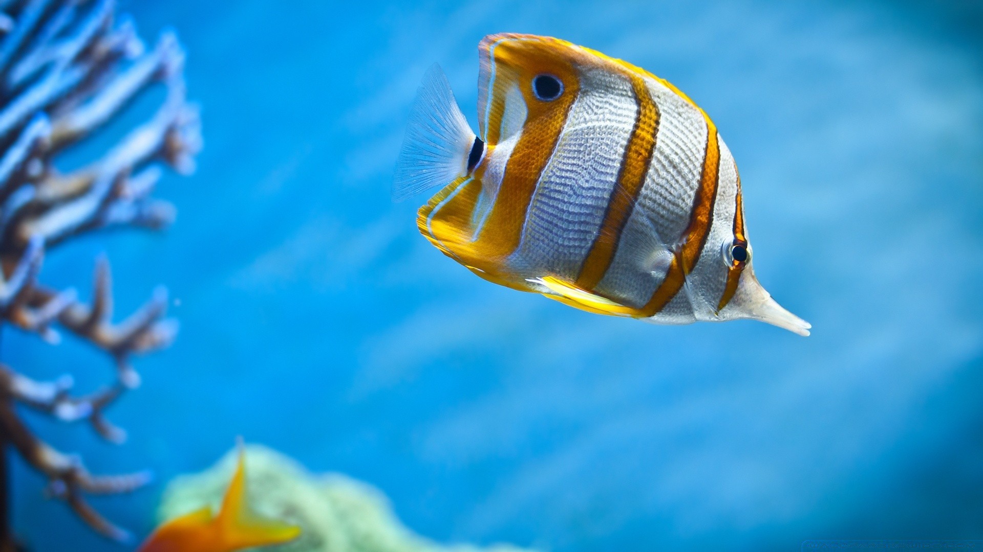морские животные подводный рыбы воды плавание океан море тропический аквариум дайвинг морской дикой природы коралловый бирюза на открытом воздухе путешествия природа глубокий один риф