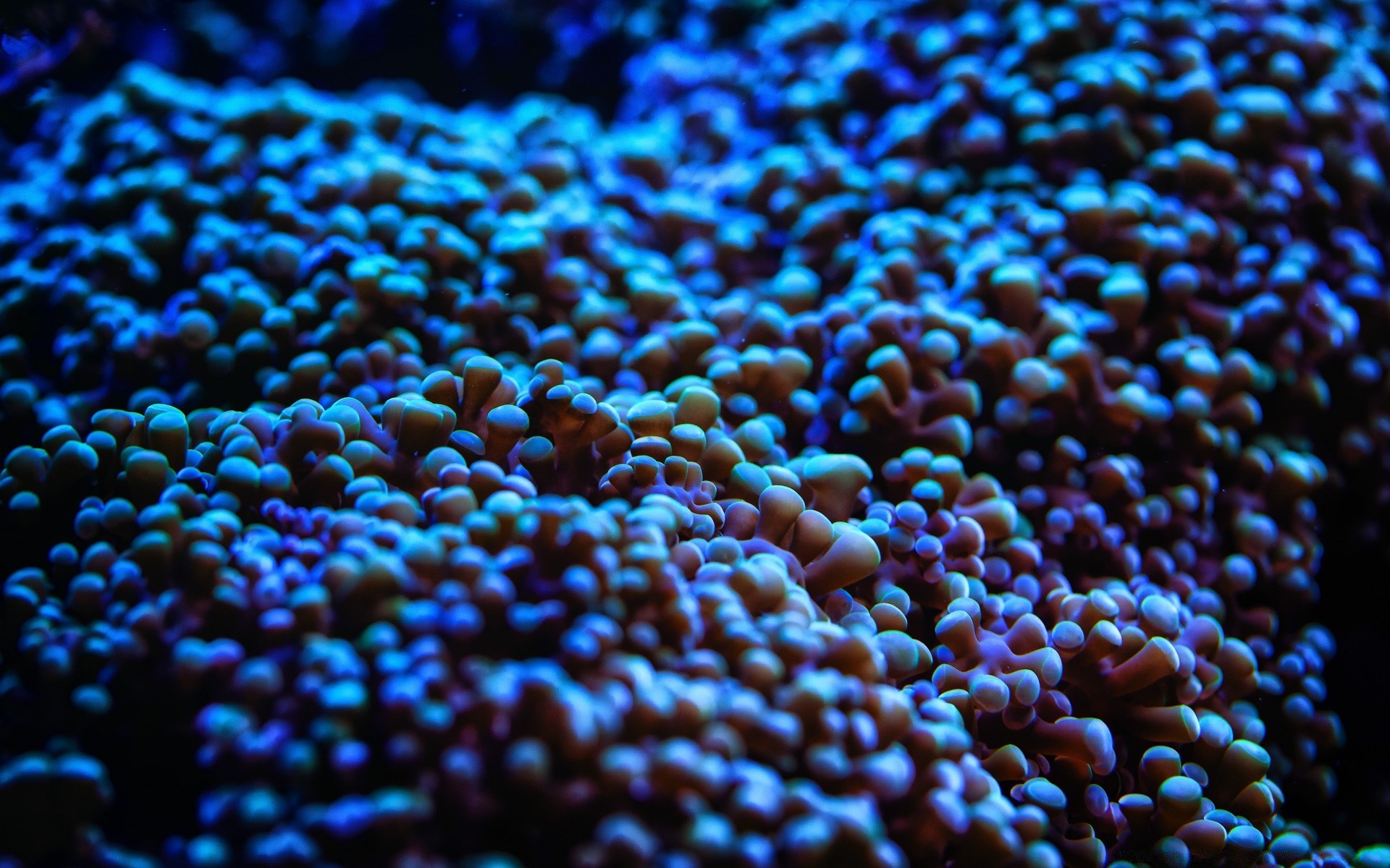 морские животные рабочего стола текстура шаблон крупным планом цвет природа еда