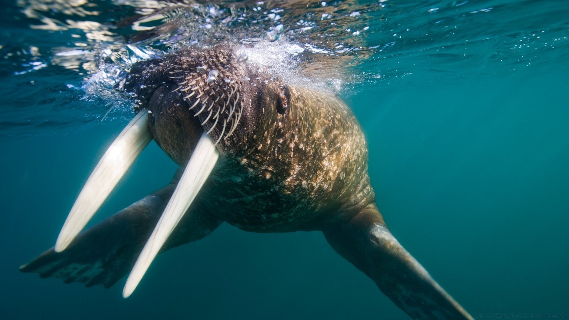 deniz hayvanları yüzme su sualtı yaban hayatı okyanus doğa üfleyiciler deniz dalış deniz balık yunus balina su flipper fin akvaryum açık havada tropikal