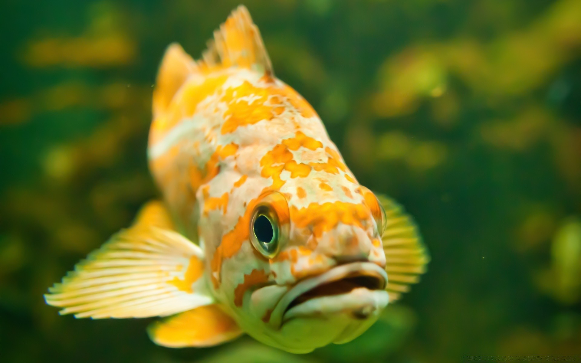 animales marinos naturaleza peces bajo el agua agua acuario al aire libre vida silvestre tropical