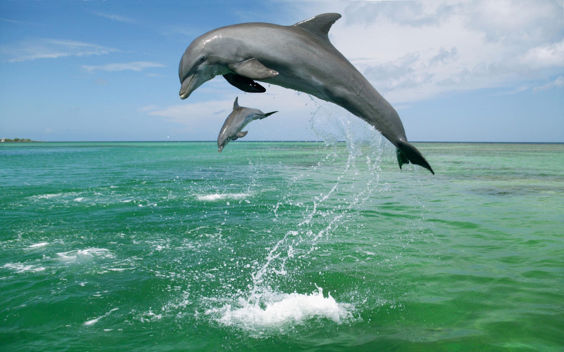 animali marini acqua mare oceano natura all aperto estate